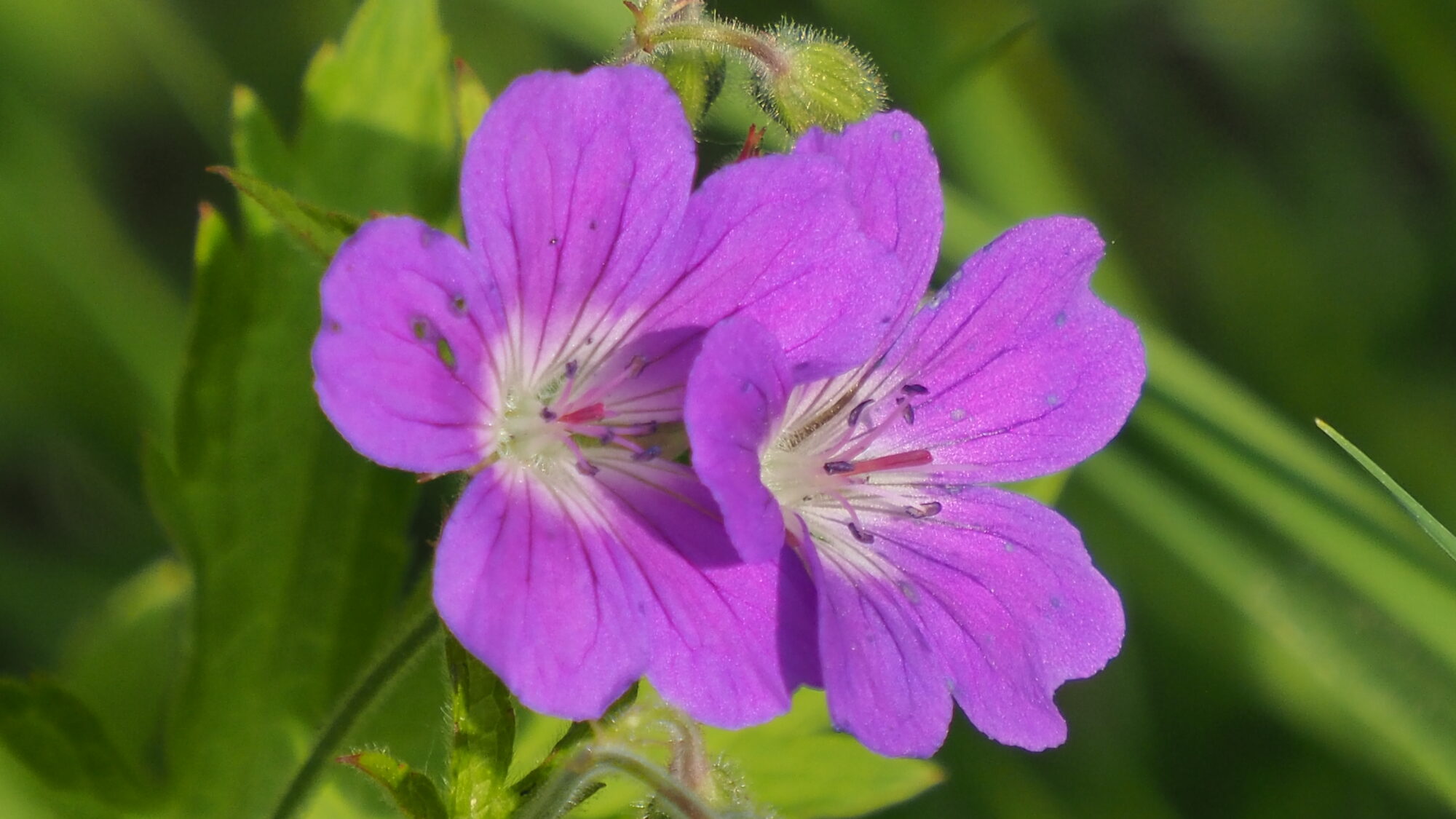 Valokuvaaja: Martti Valtonen