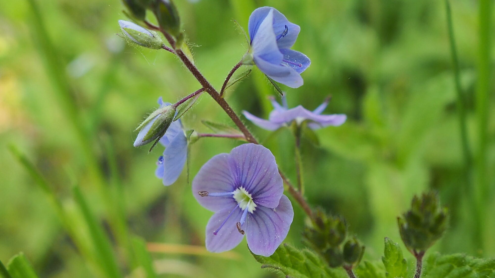 Valokuvaaja: Martti Valtonen
