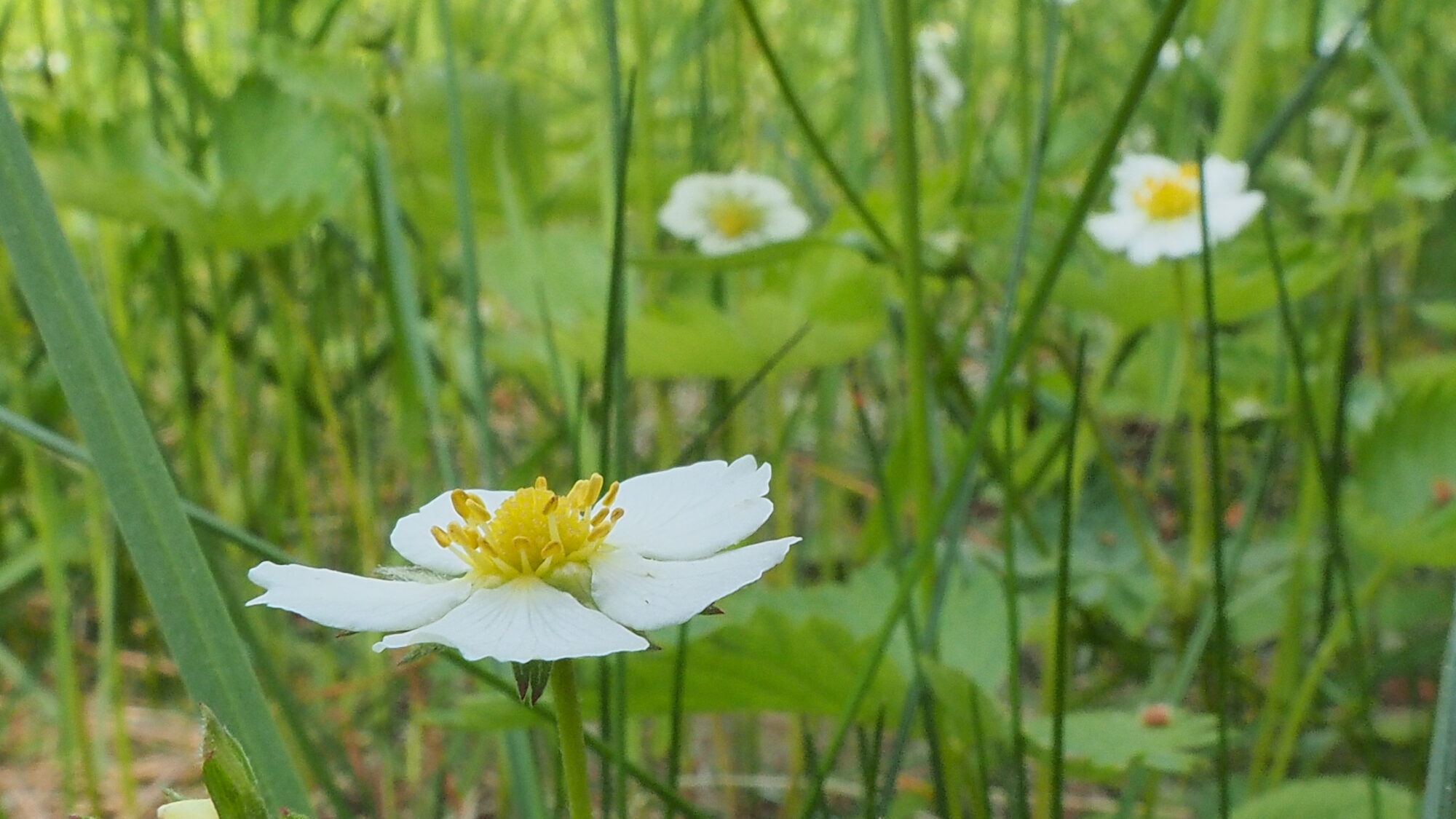 Valokuvaaja: Martti Valtonen