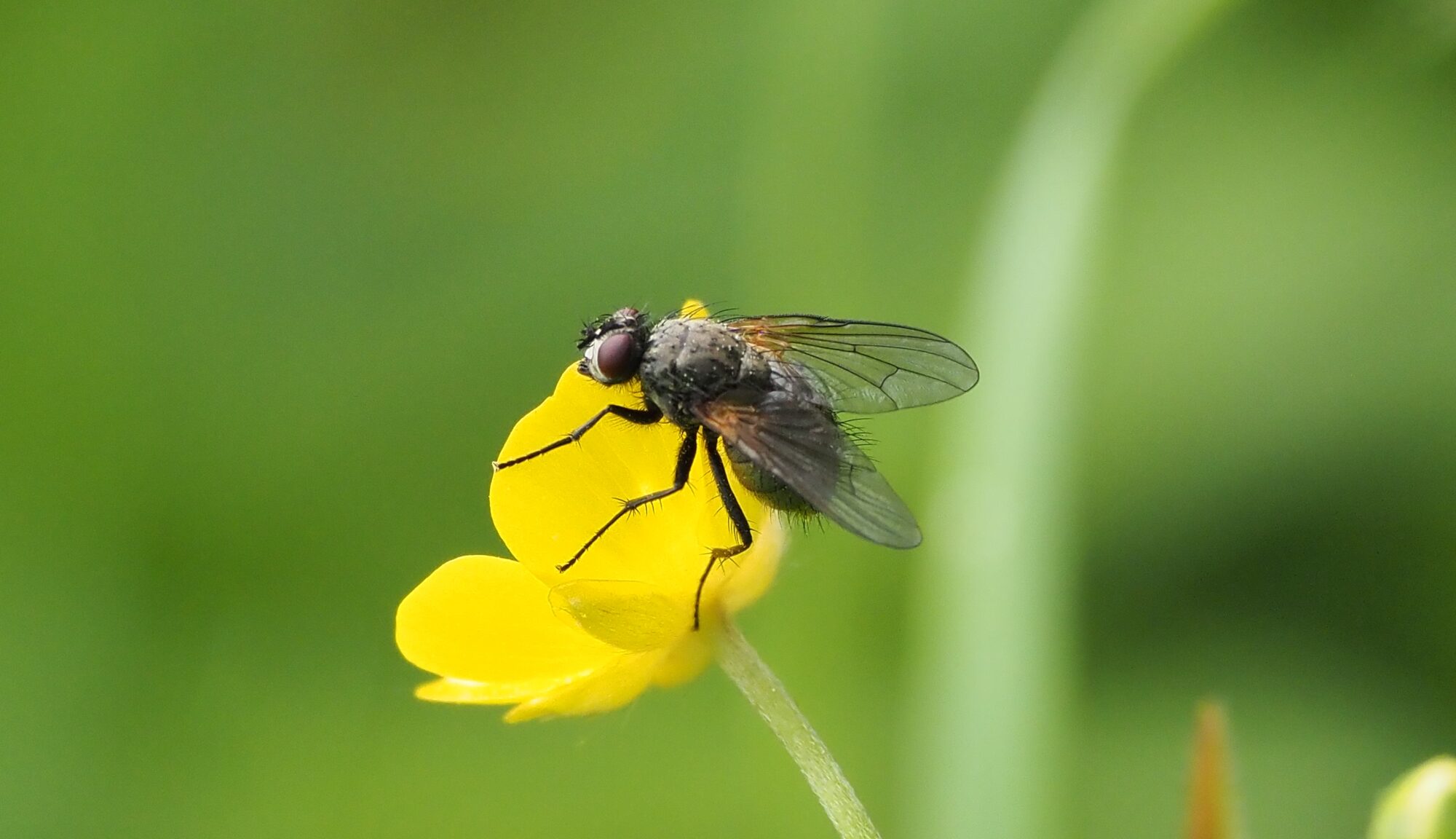 Valokuvaaja: Arja Valtonen