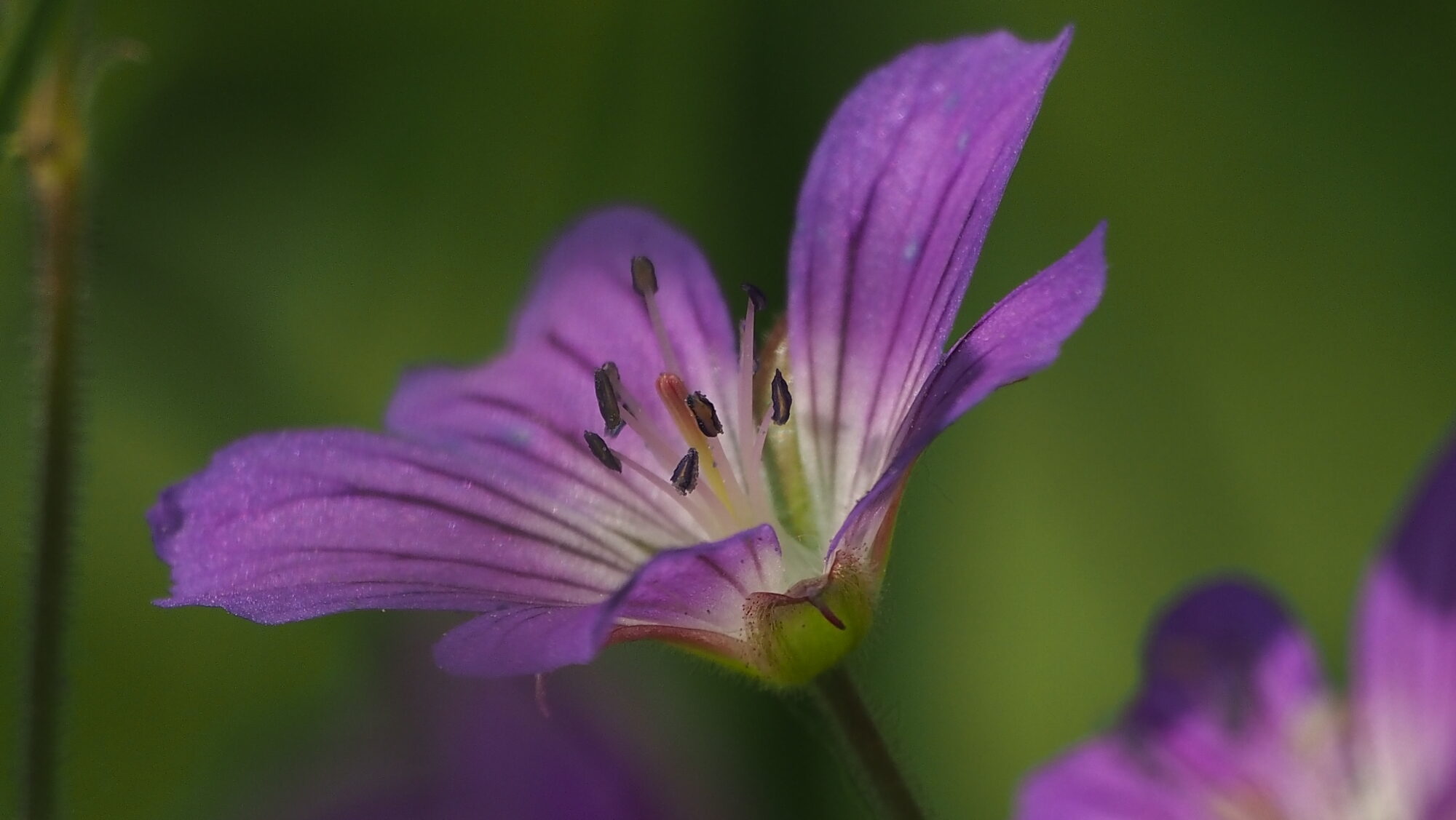 Valokuvaaja: Arja Valtonen