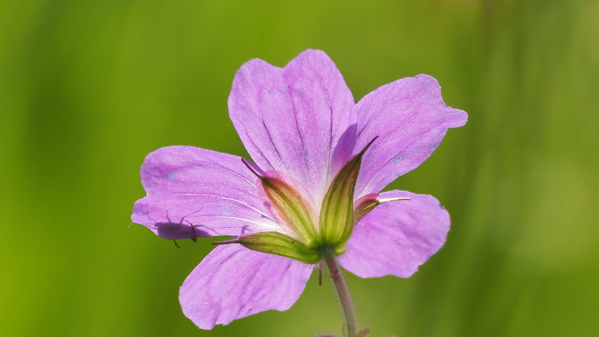 Valokuvaaja: Arja Valtonen