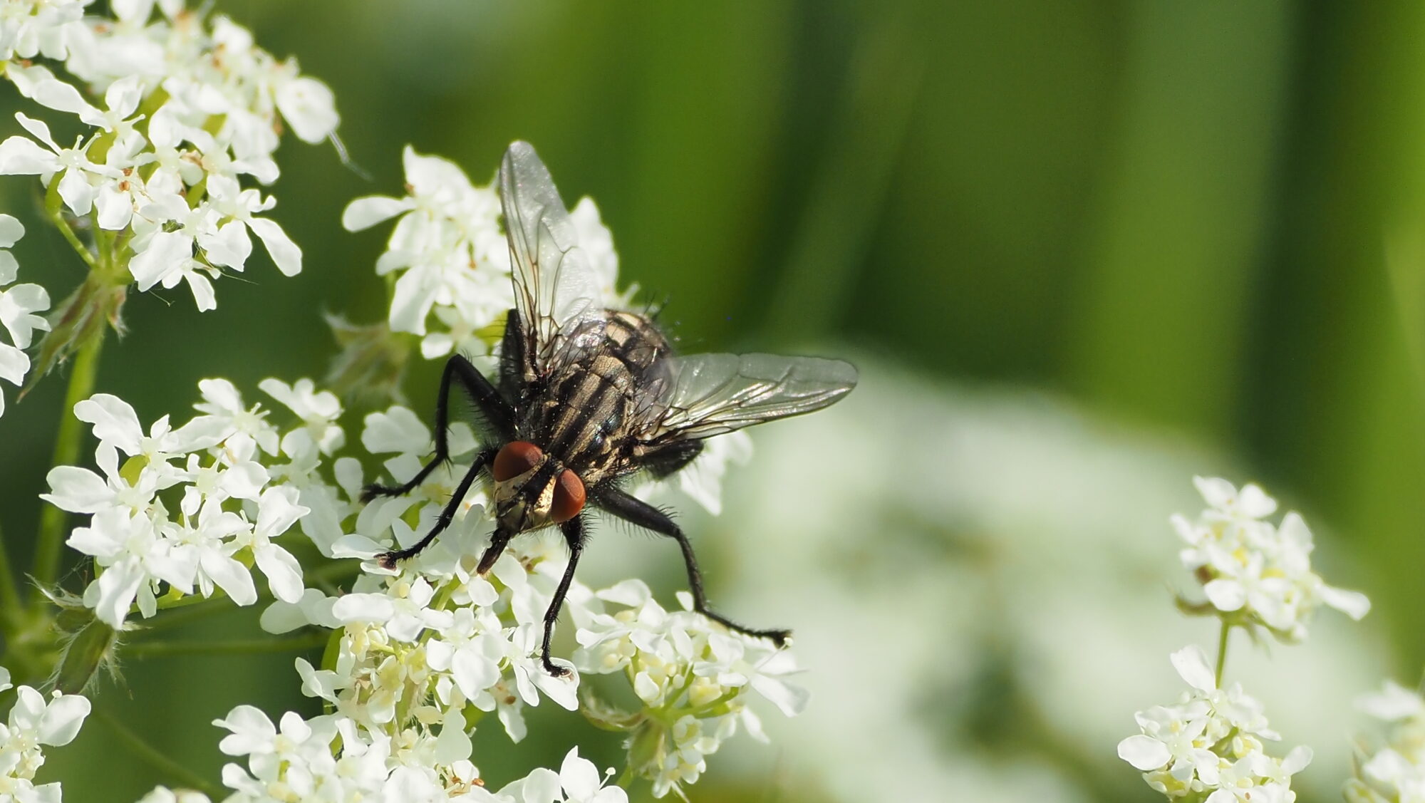 Valokuvaaja: Arja Valtonen