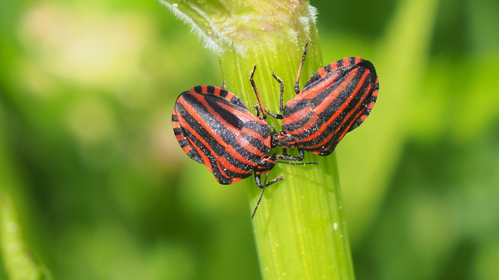 Valokuvaaja: Martti Valtonen