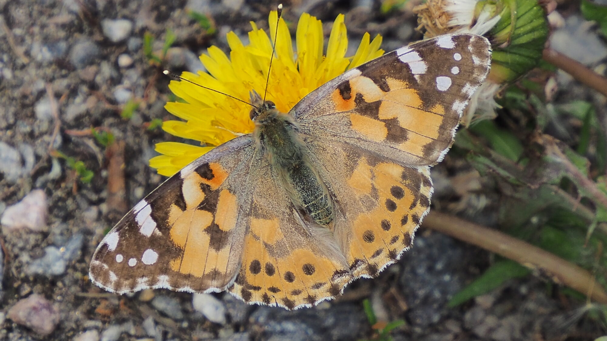 Valokuvaaja: Martti Valtonen