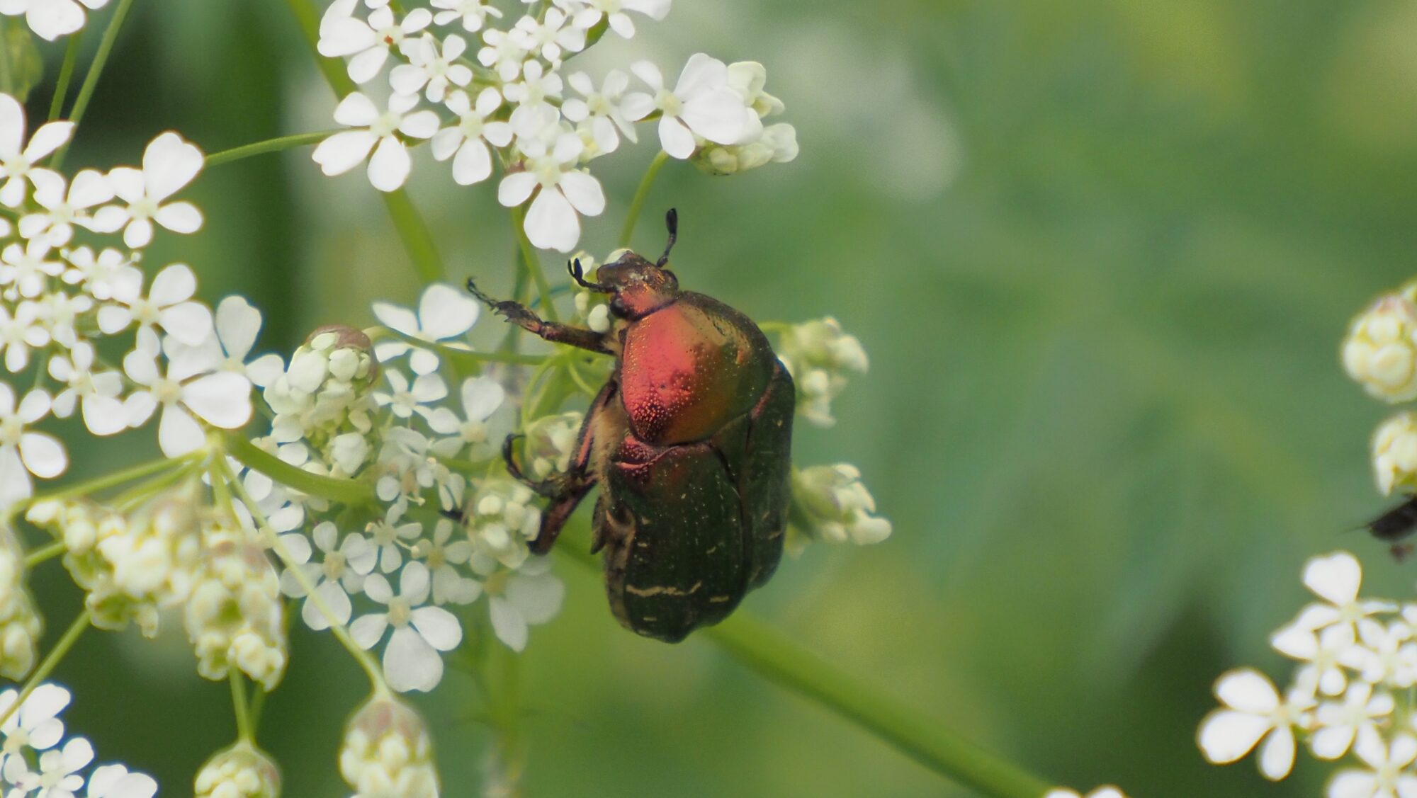 Valokuvaaja: Arja Valtonen