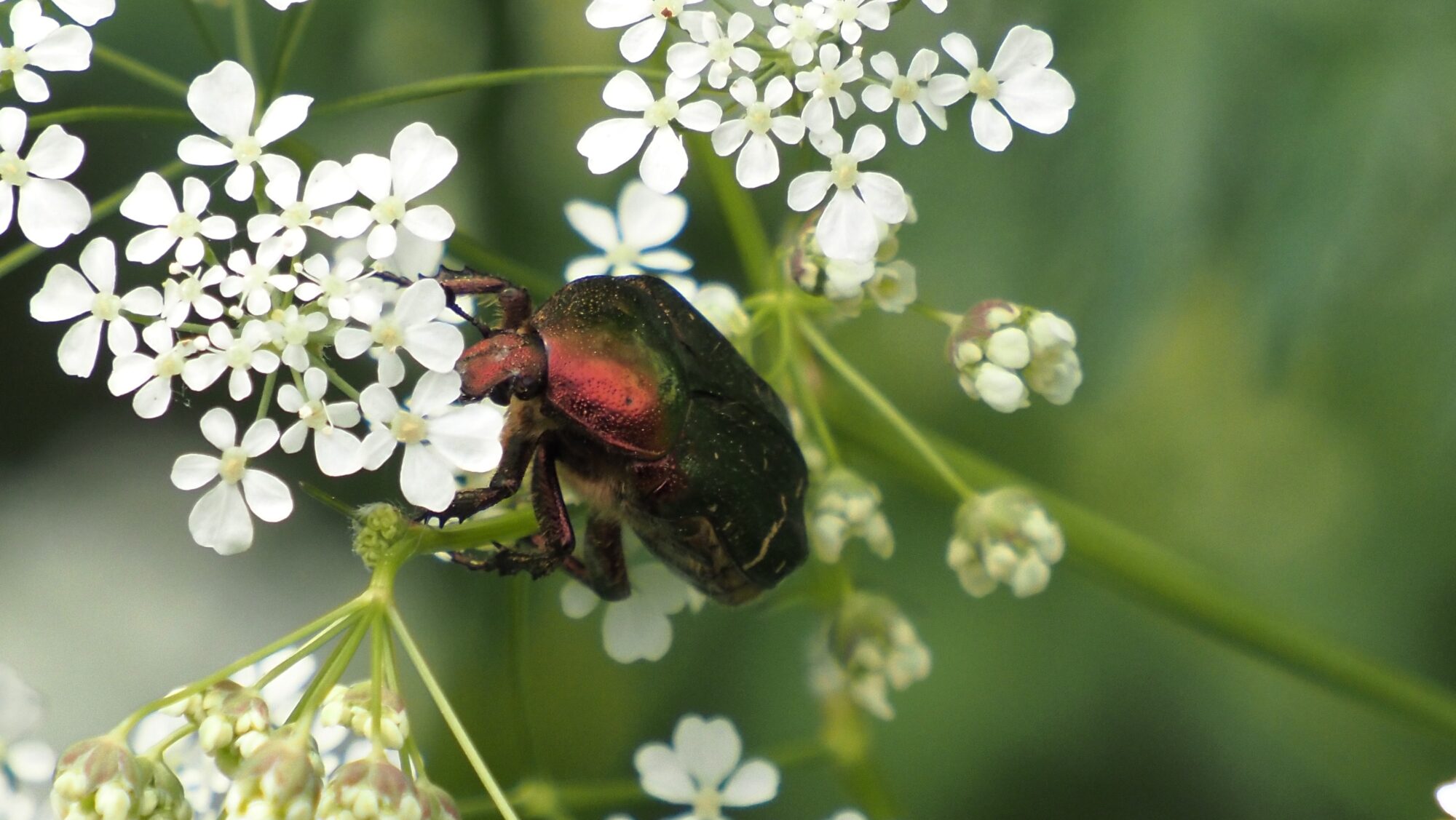 Valokuvaaja: Arja Valtonen