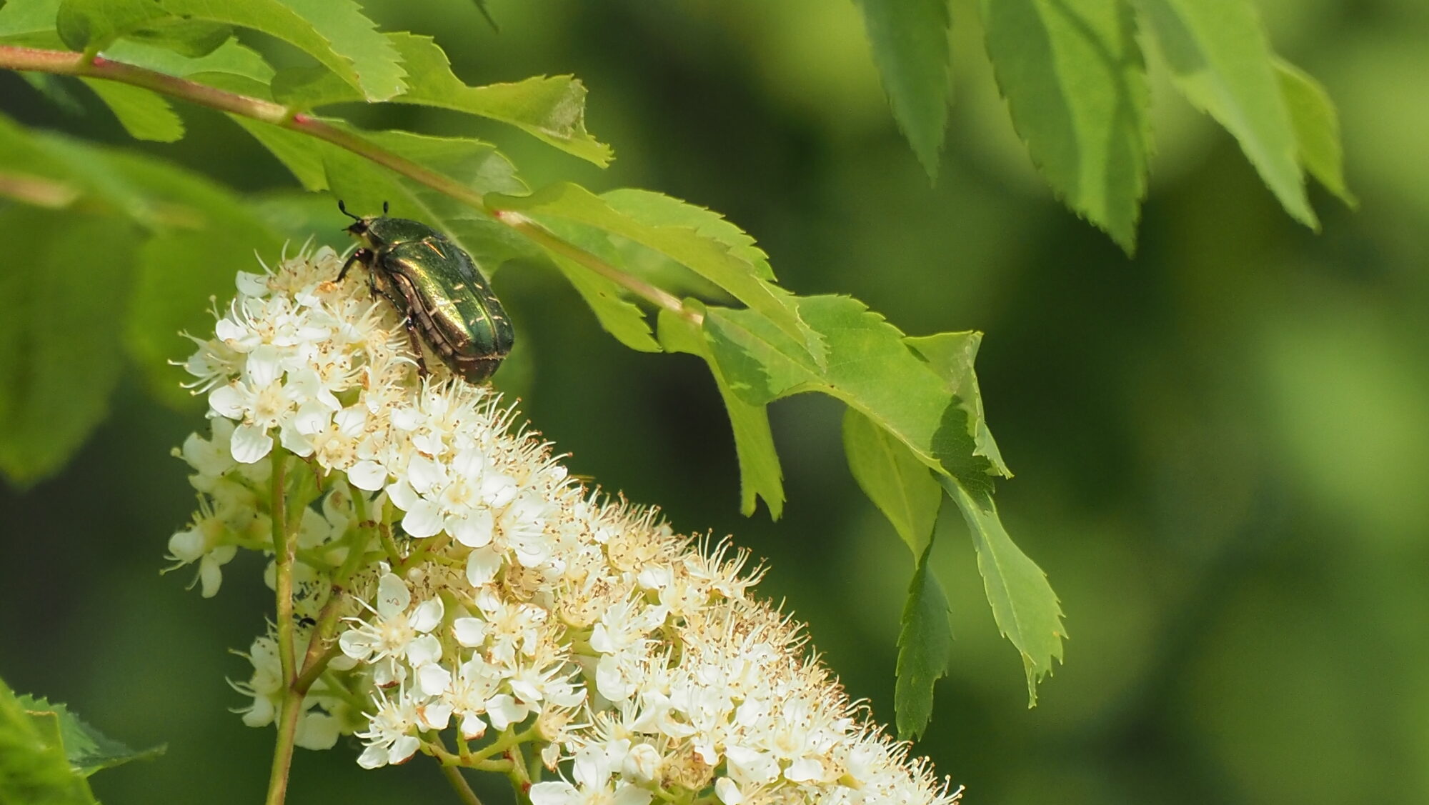 Valokuvaaja: Arja Valtonen Valokuvaaja: Arja Valtonen