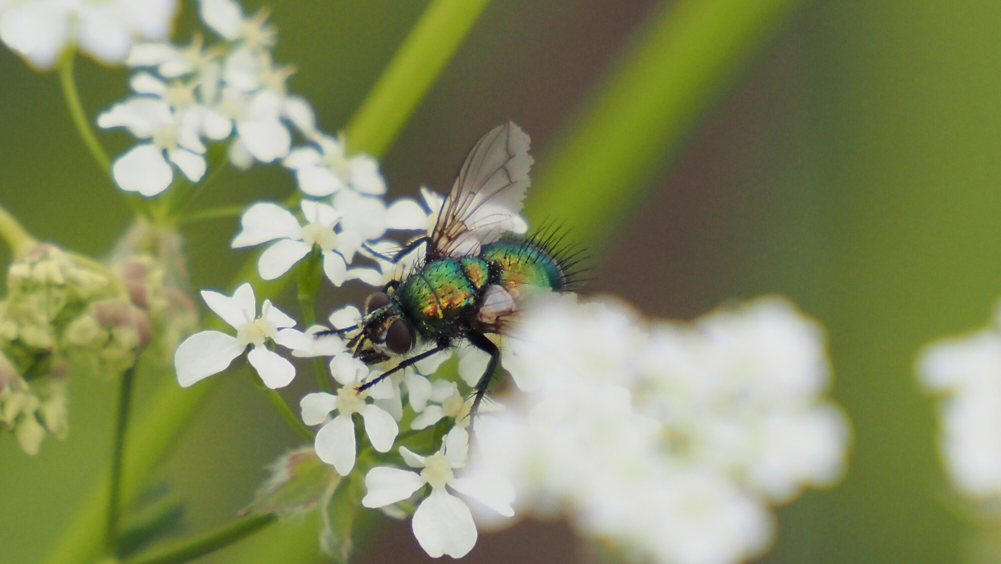 Valokuvaaja: Arja Valtonen