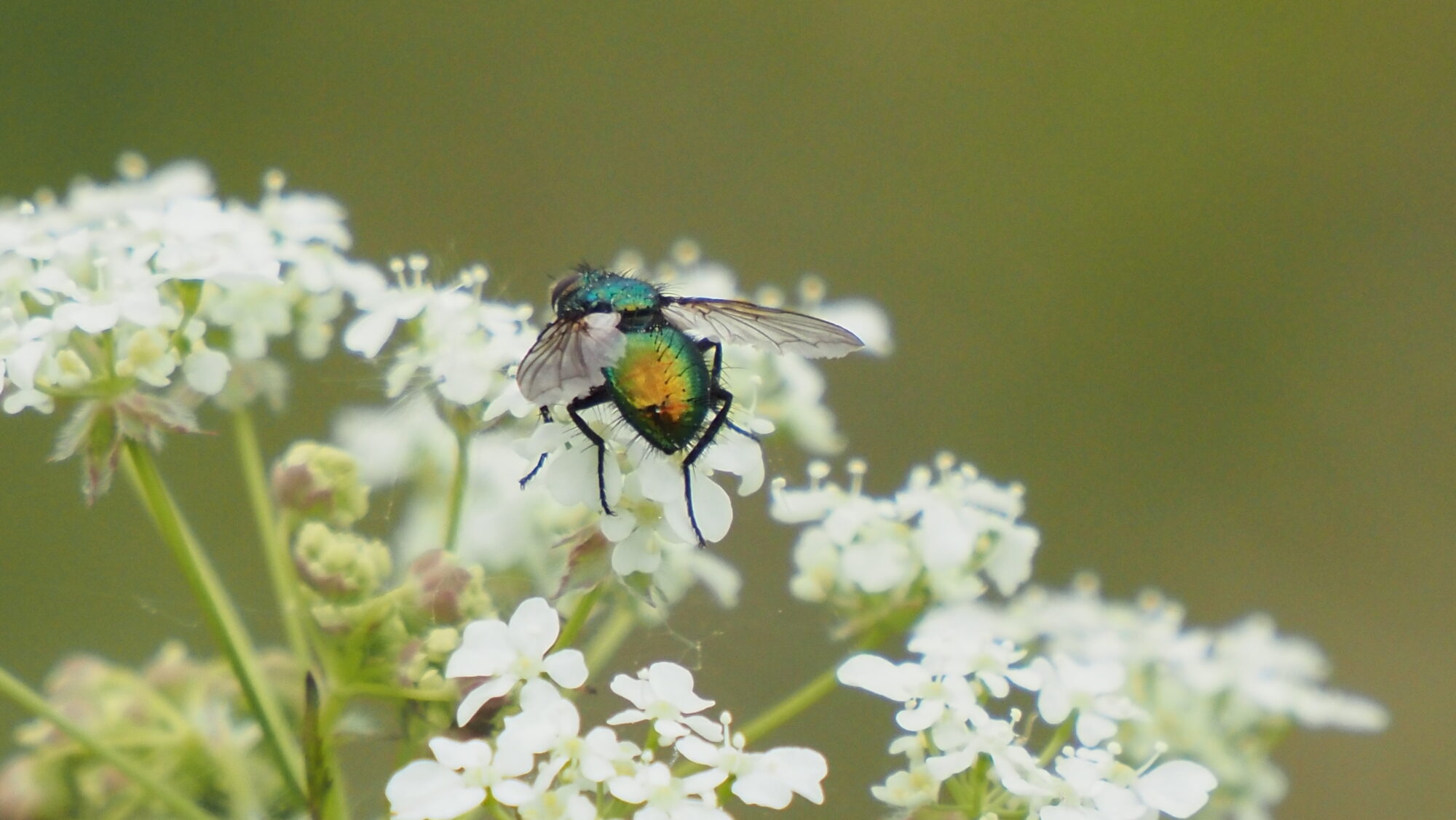 Valokuvaaja: Arja Valtonen