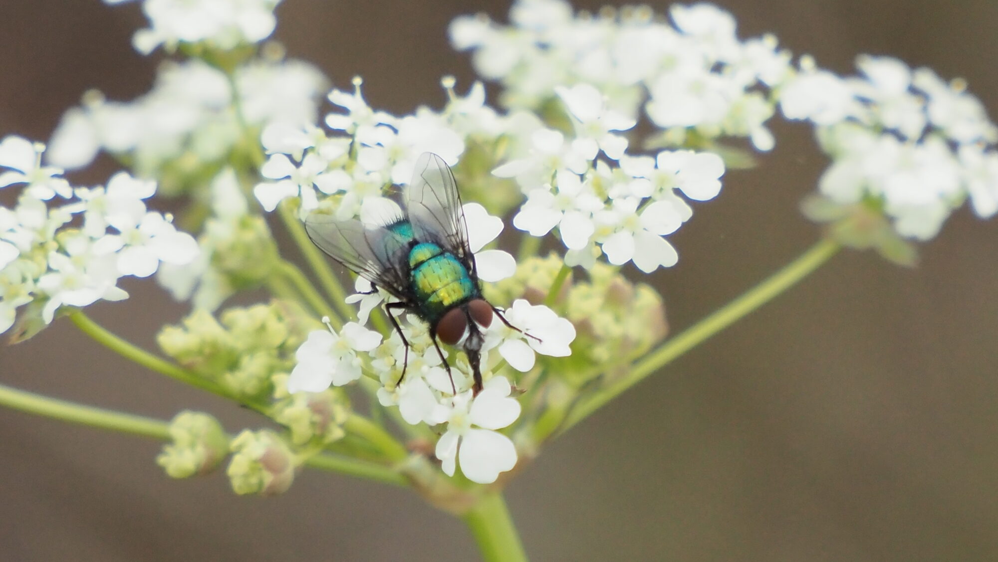 Valokuvaaja: Arja Valtonen