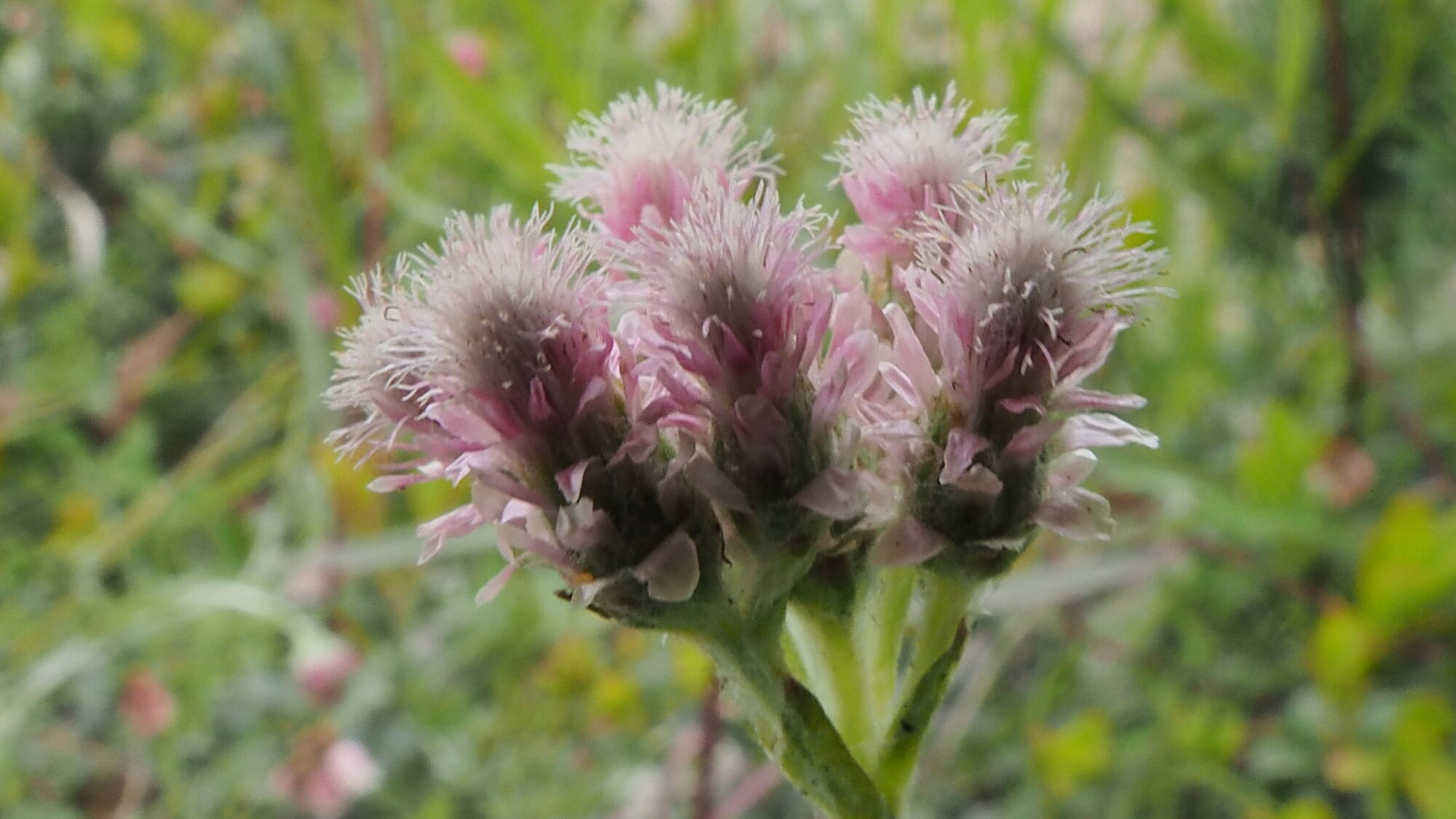 Valokuvaaja: Martti Valtonen