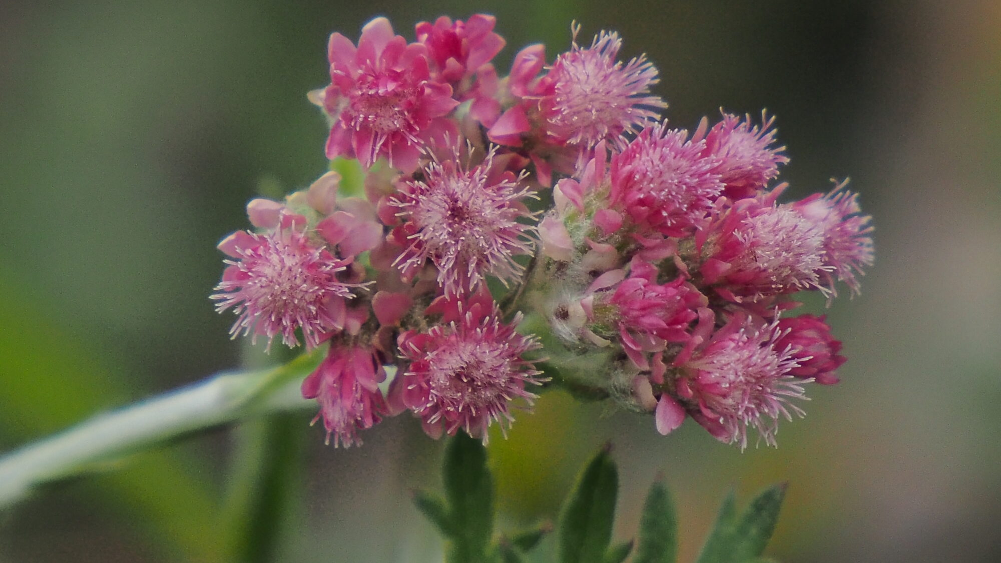 Valokuvaaja: Martti Valtonen