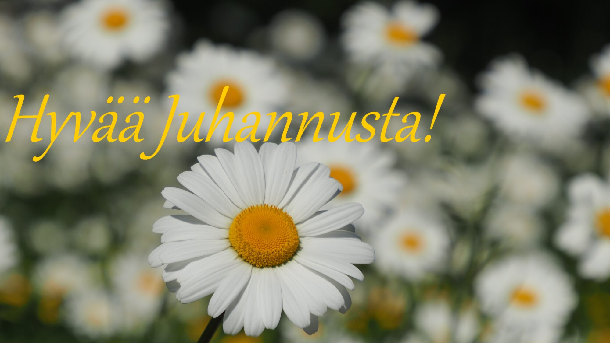 Valokuvaaja: Arja Valtonen