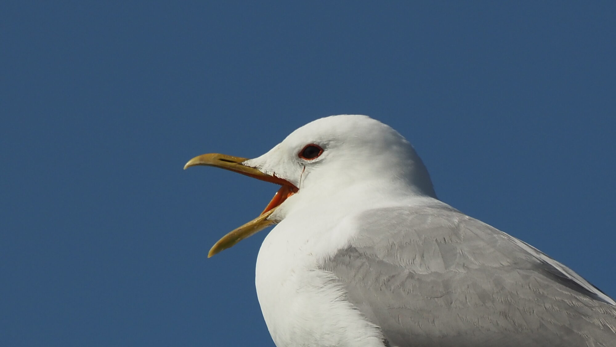 Valokuvaaja: Arja Valtonen Valokuvaaja: Arja Valtonen