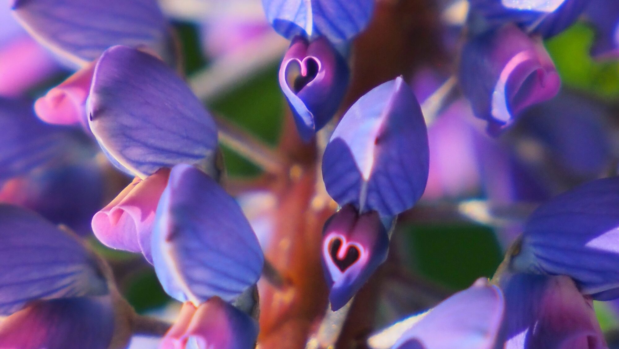 Valokuvaaja: Arja Valtonen Valokuvaaja: Arja Valtonen