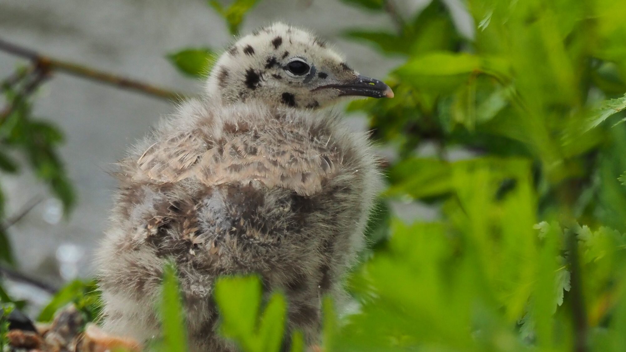Valokuvaaja: Arja Valtonen Valokuvaaja: Arja Valtonen