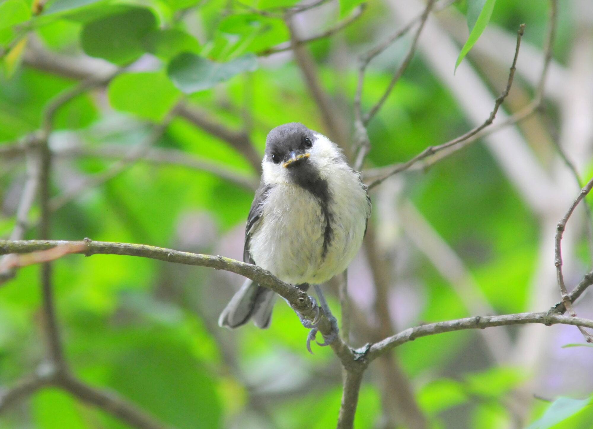Valokuvaaja: Kaarlo Asikainen Valokuvaaja: Kaarlo Asikainen
