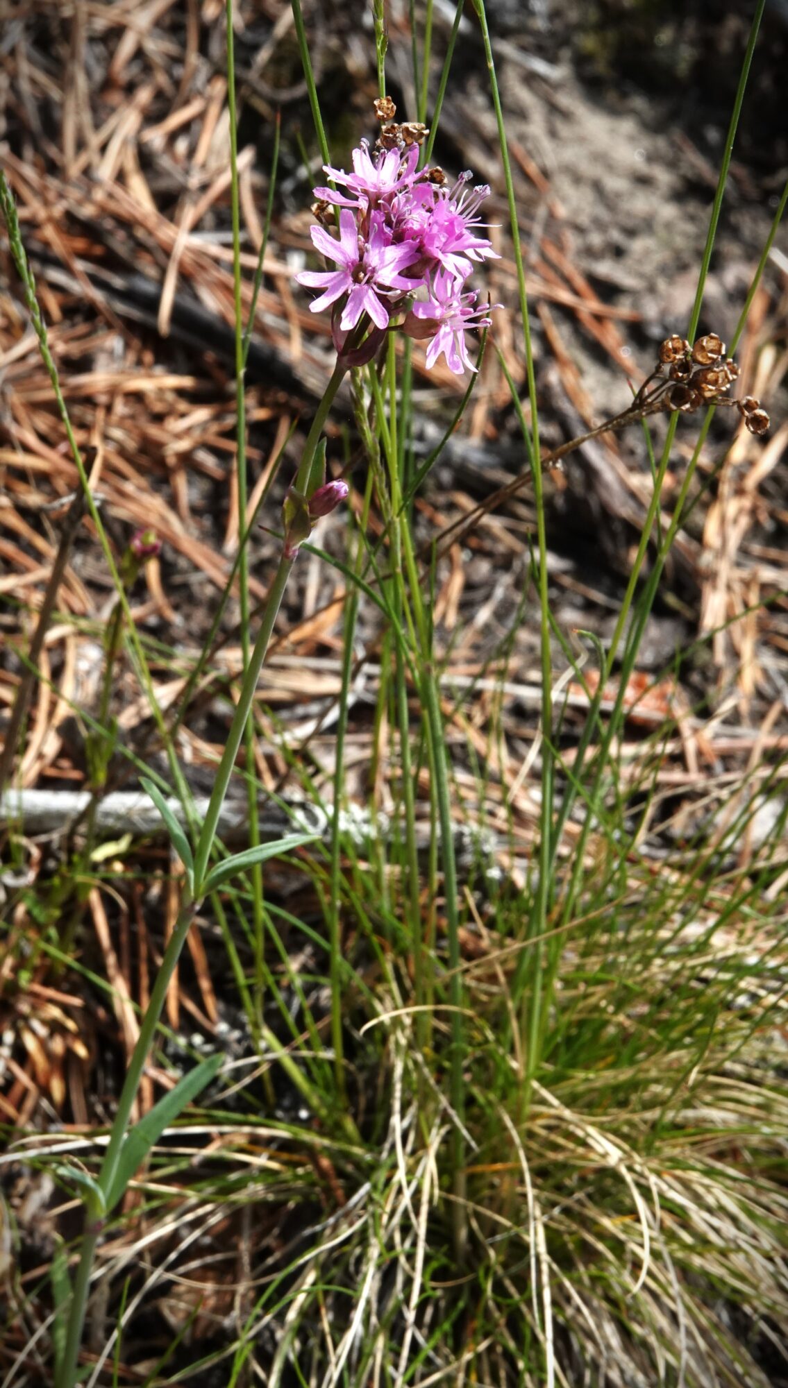 Valokuvaaja: Kaarina Heiskanen Valokuvaaja: Kaarina Heiskanen