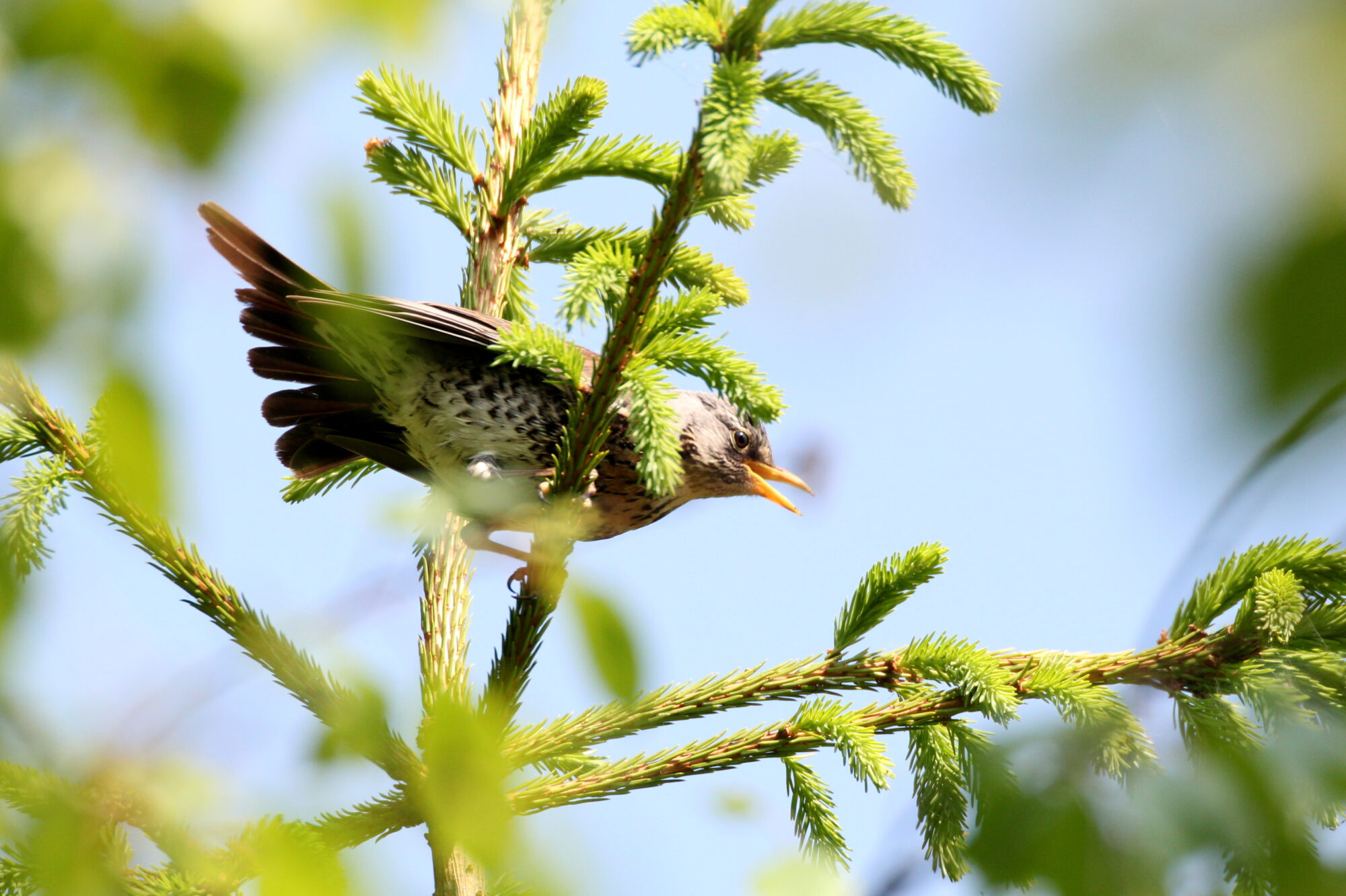 Valokuvaaja: Kaarlo Asikainen