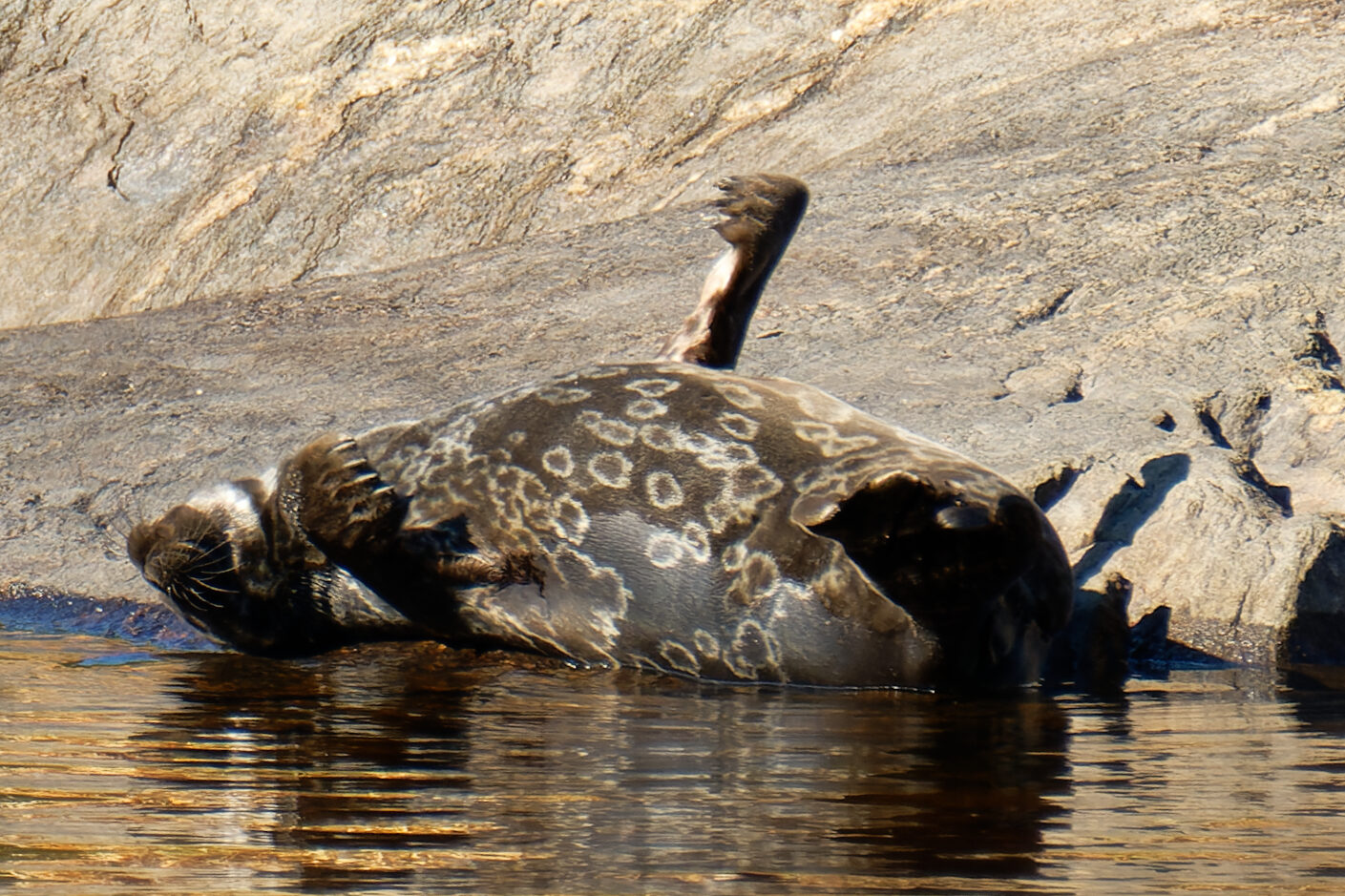 Valokuvaaja: Johan Moraal