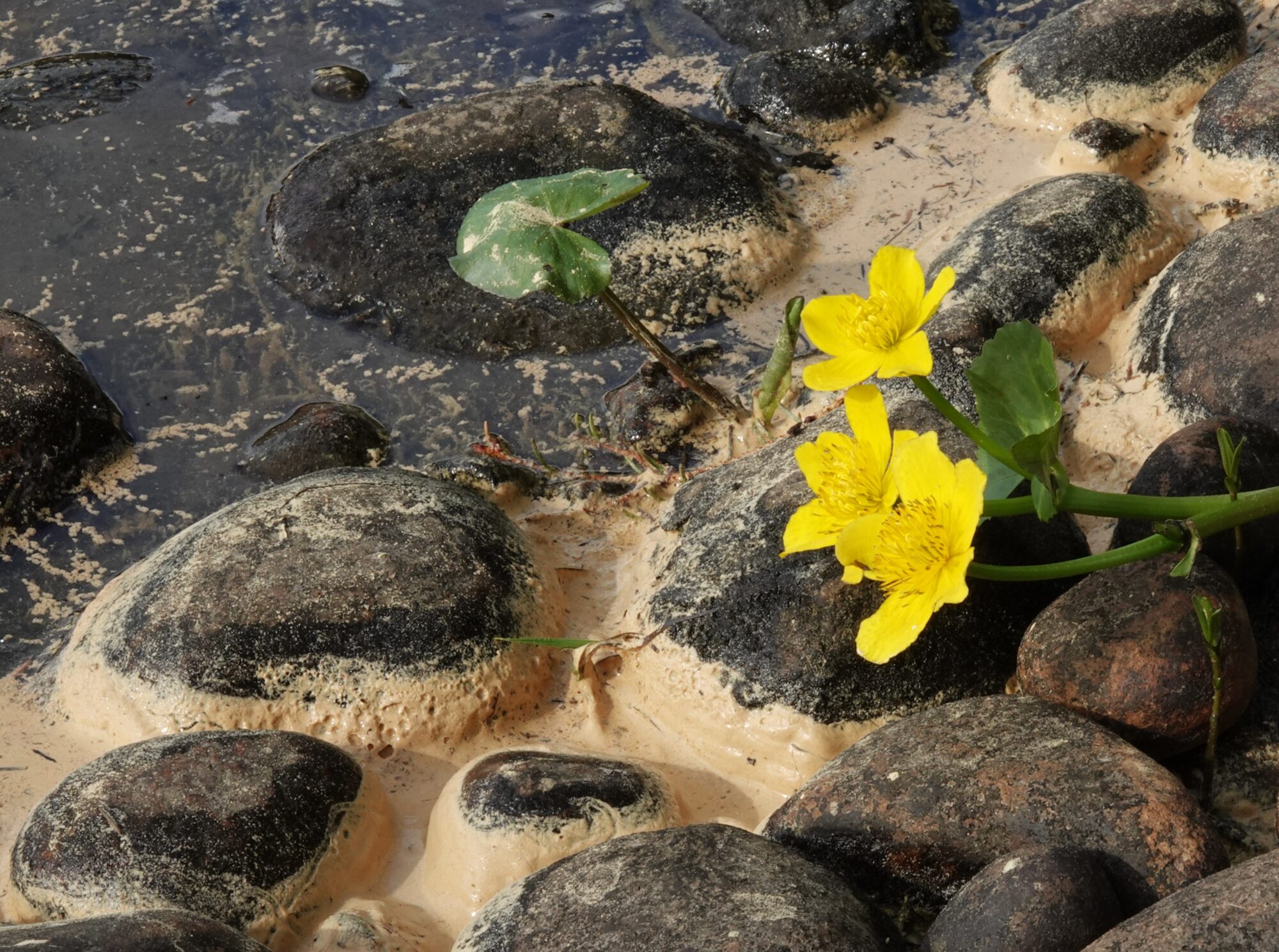 Valokuvaaja: Kaarina Heiskanen