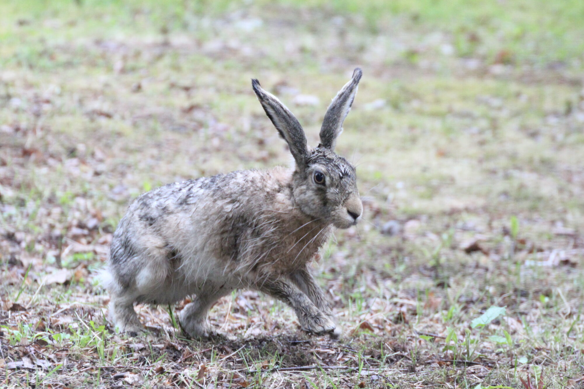 Valokuvaaja: Kaarlo Asikainen