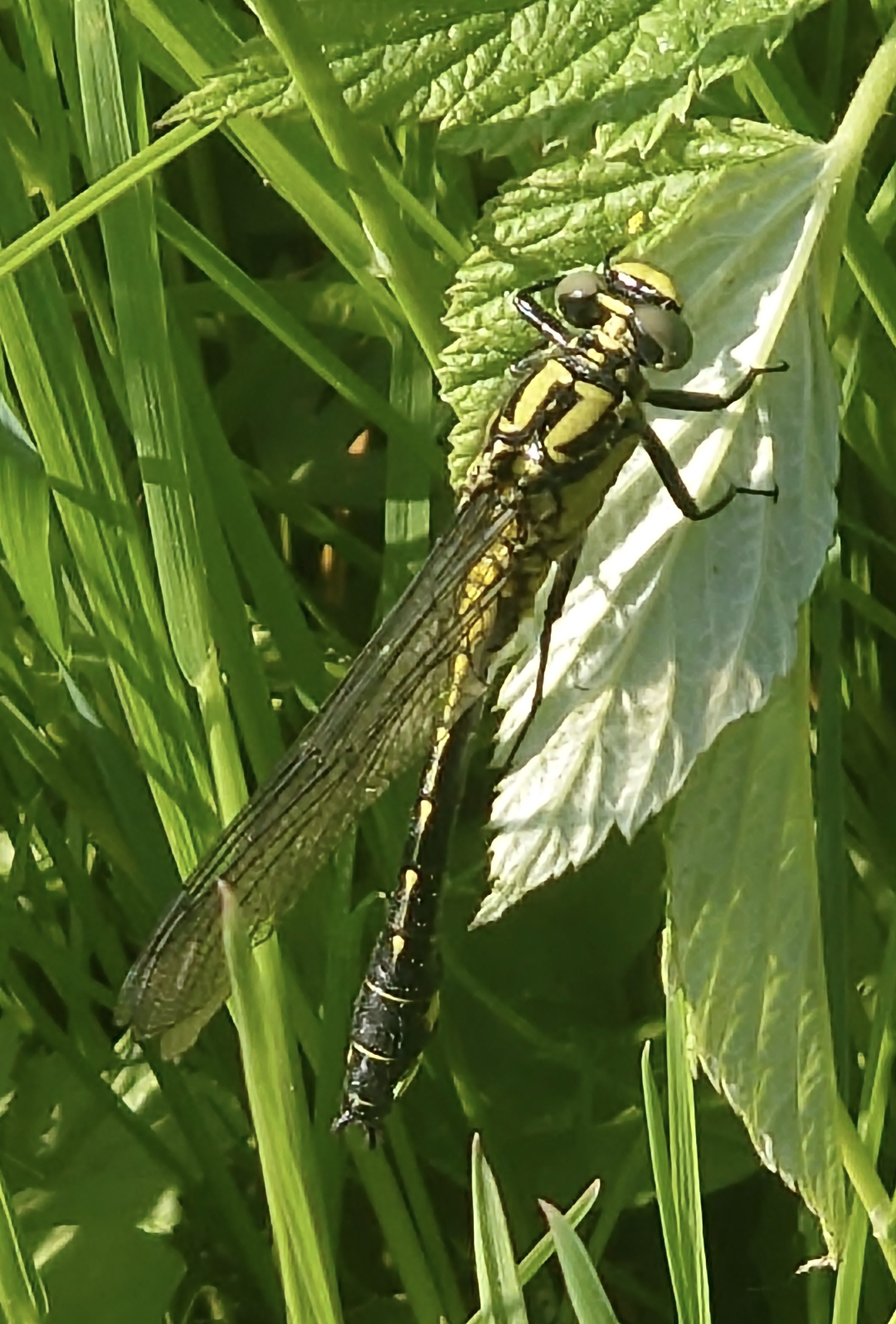 Valokuvaaja: Jouni Roppola