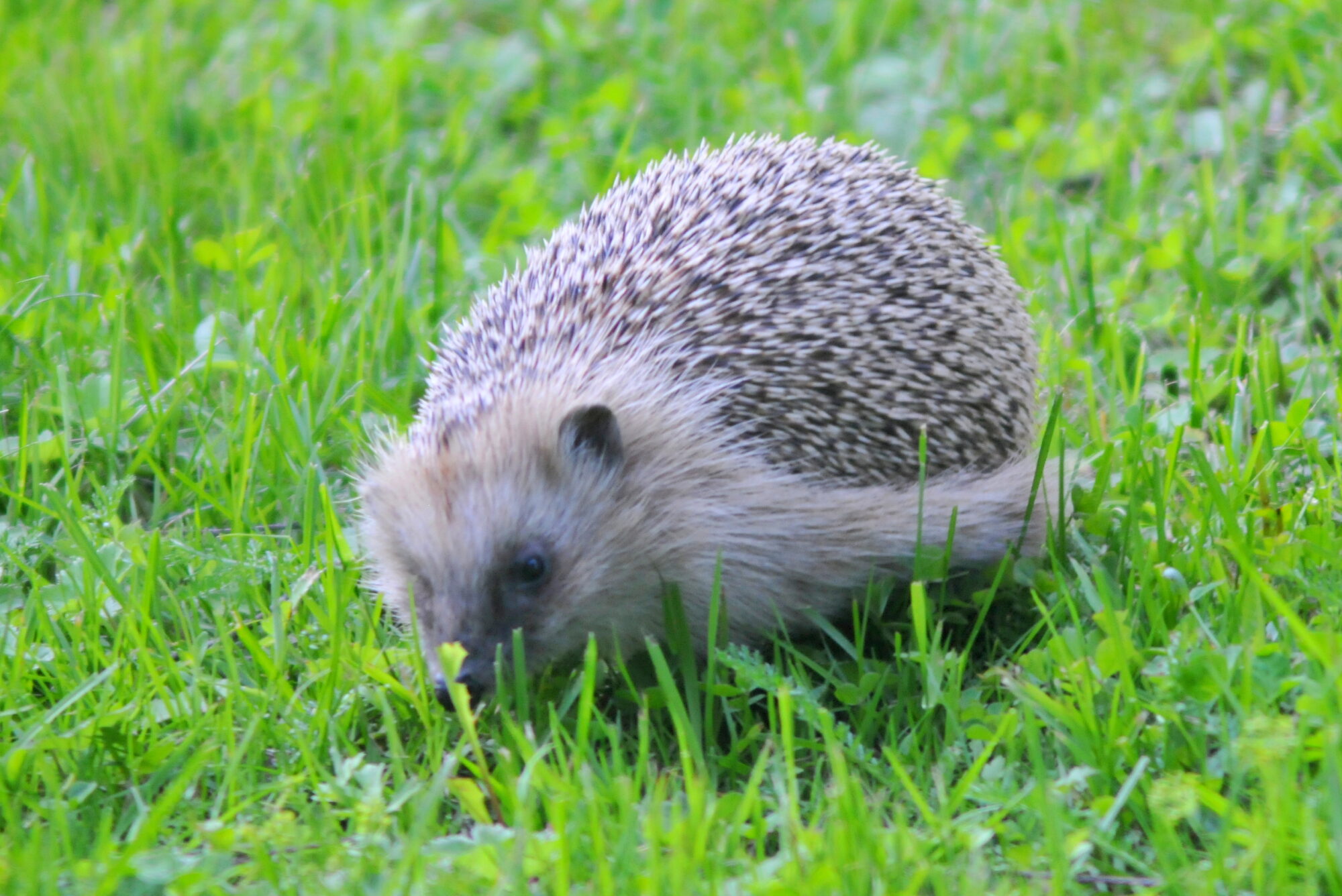 Valokuvaaja: Kaarlo Asikainen