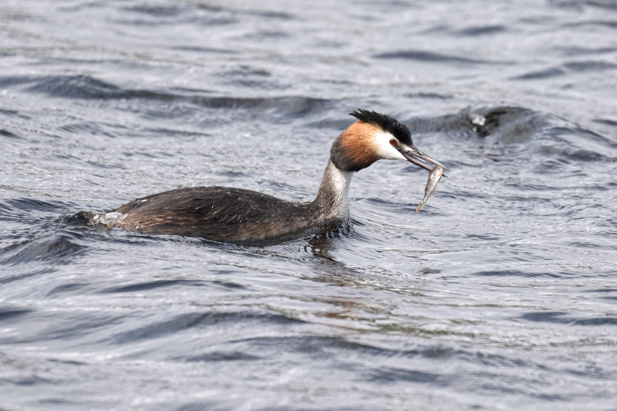 Valokuvaaja: Päivi Kiiskinen-Mustonen