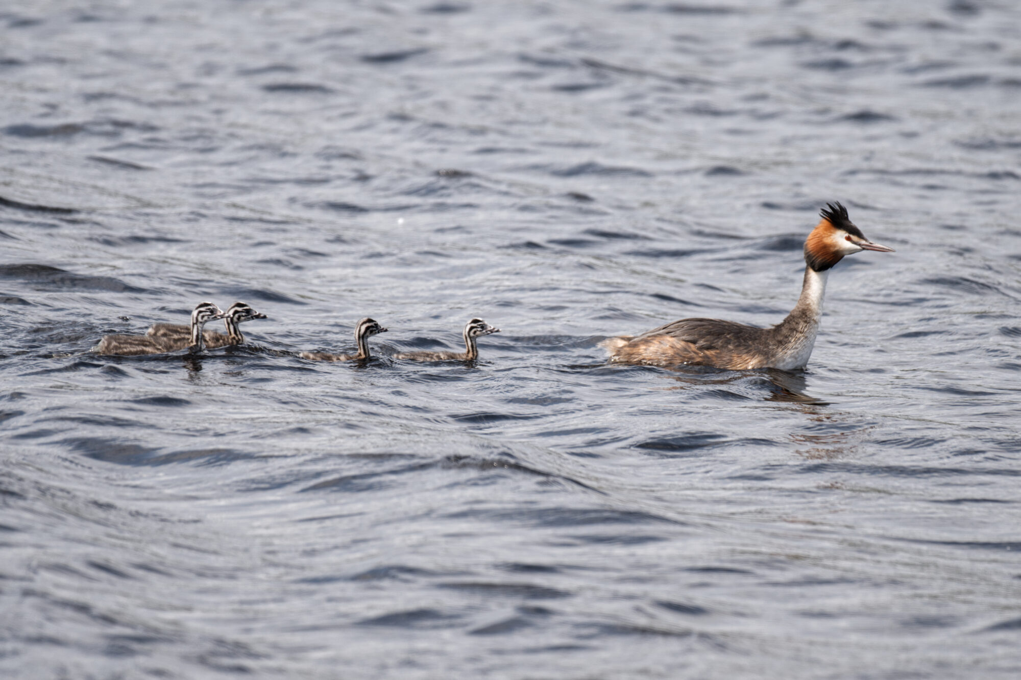 Valokuvaaja: Päivi Kiiskinen-Mustonen