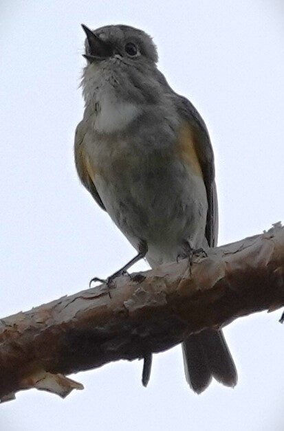 Valokuvaaja: Kaarina Heiskanen Valokuvaaja: Kaarina Heiskanen