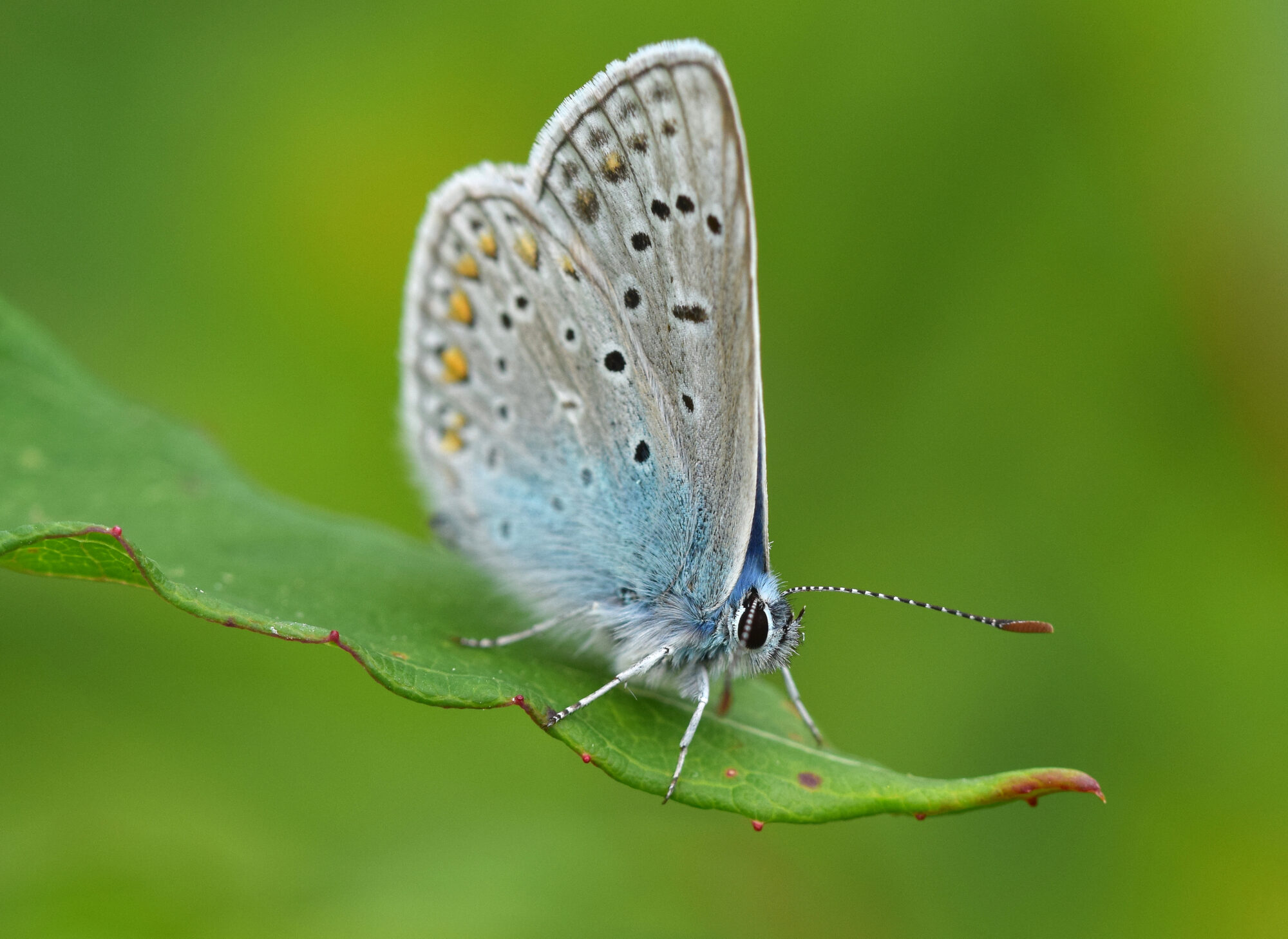 Valokuvaaja: Päivi Kiiskinen-Mustonen Valokuvaaja: Päivi Kiiskinen-Mustonen