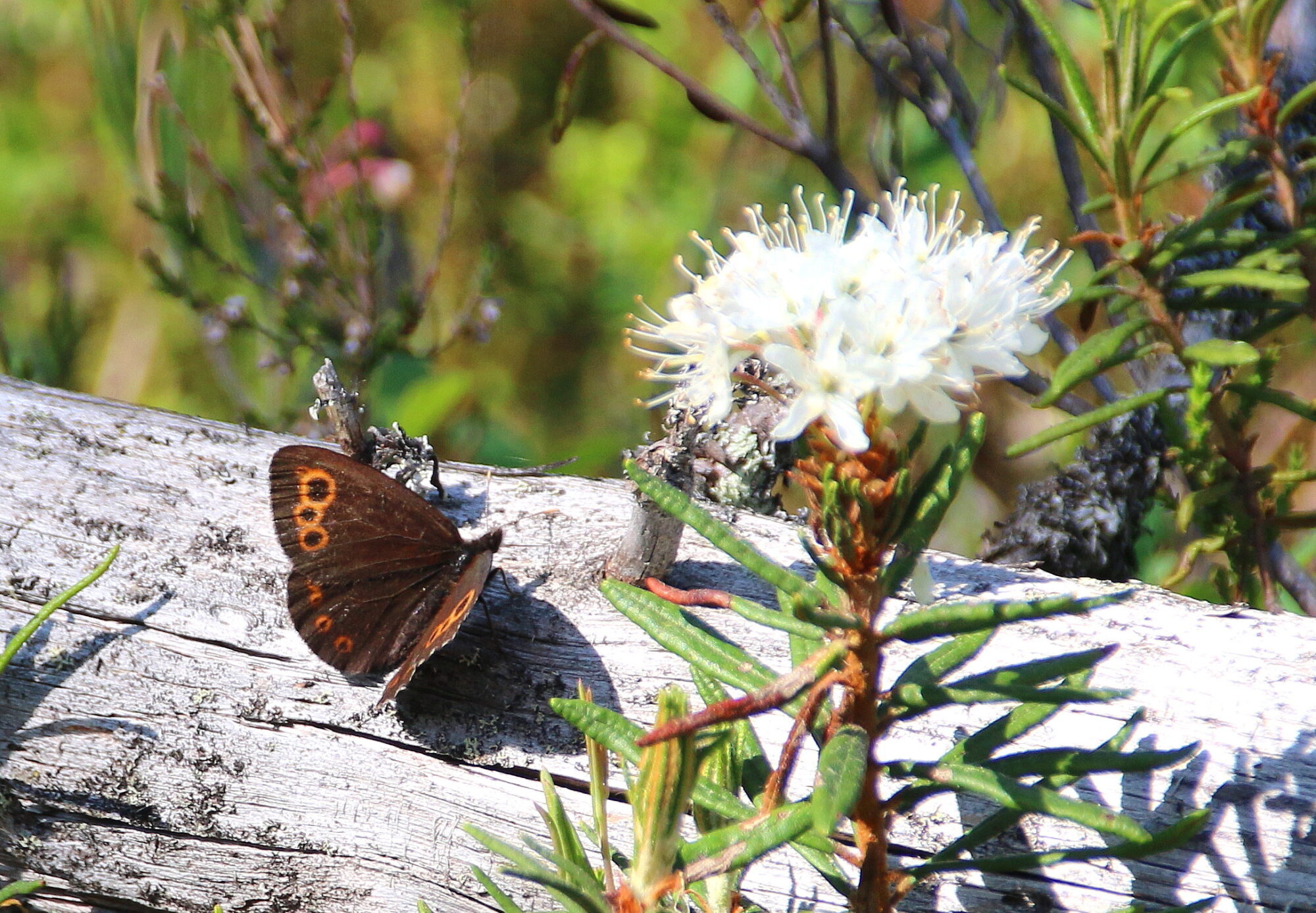 Valokuvaaja: Tuukka Pahtamaa