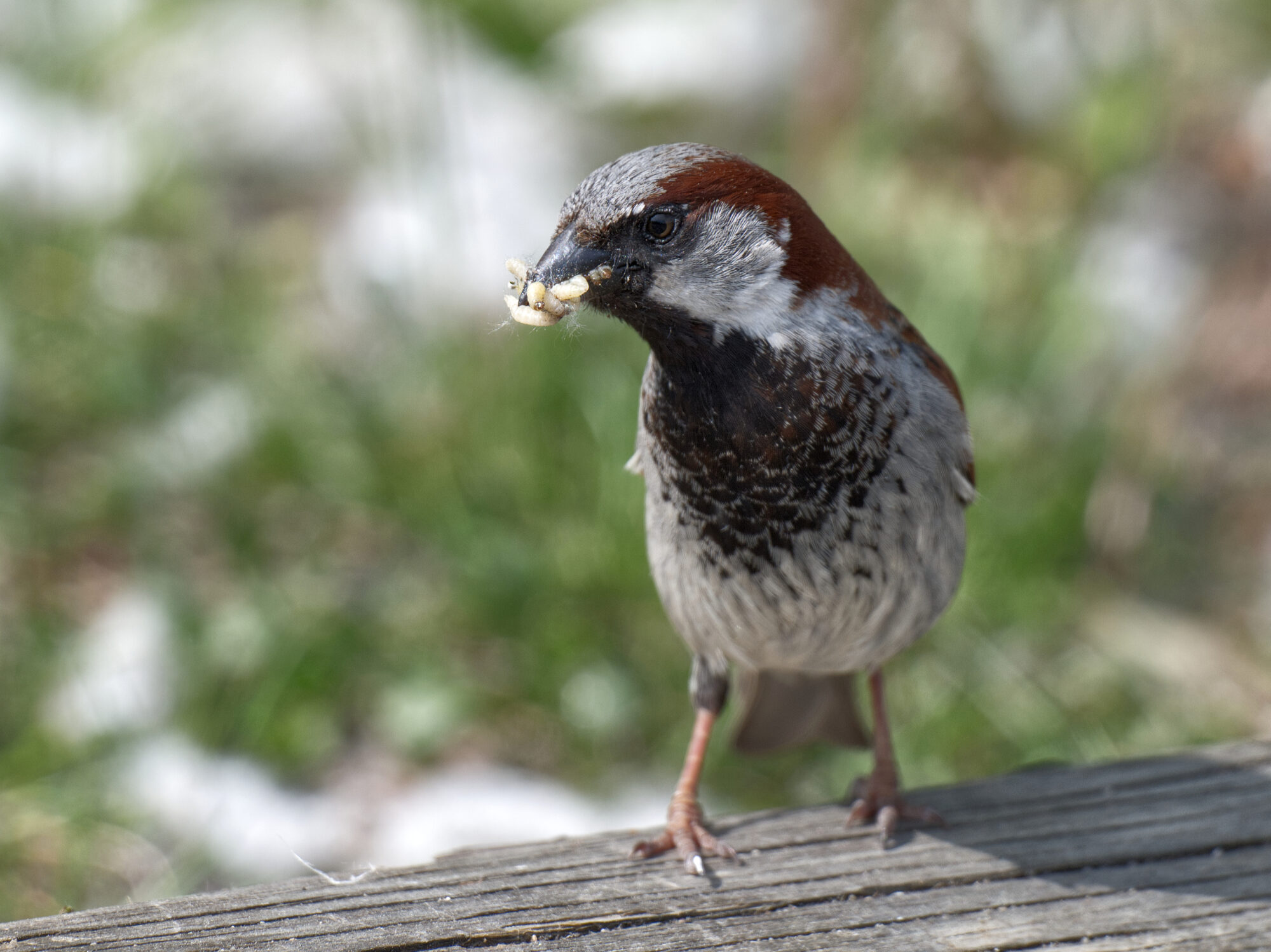 Valokuvaaja: Päivi Kiiskinen-Mustonen