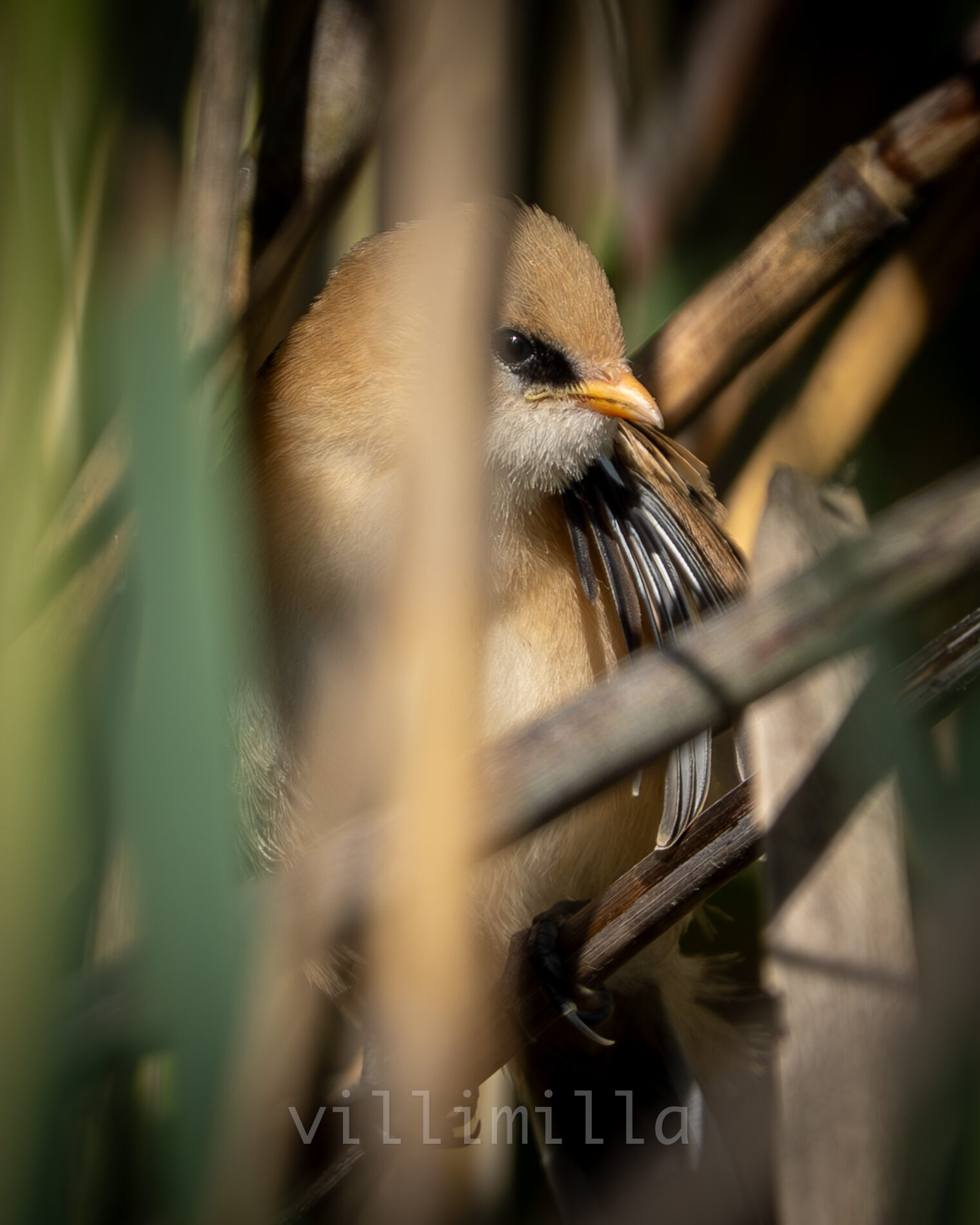 Valokuvaaja: Milla Rannila Valokuvaaja: Milla Rannila