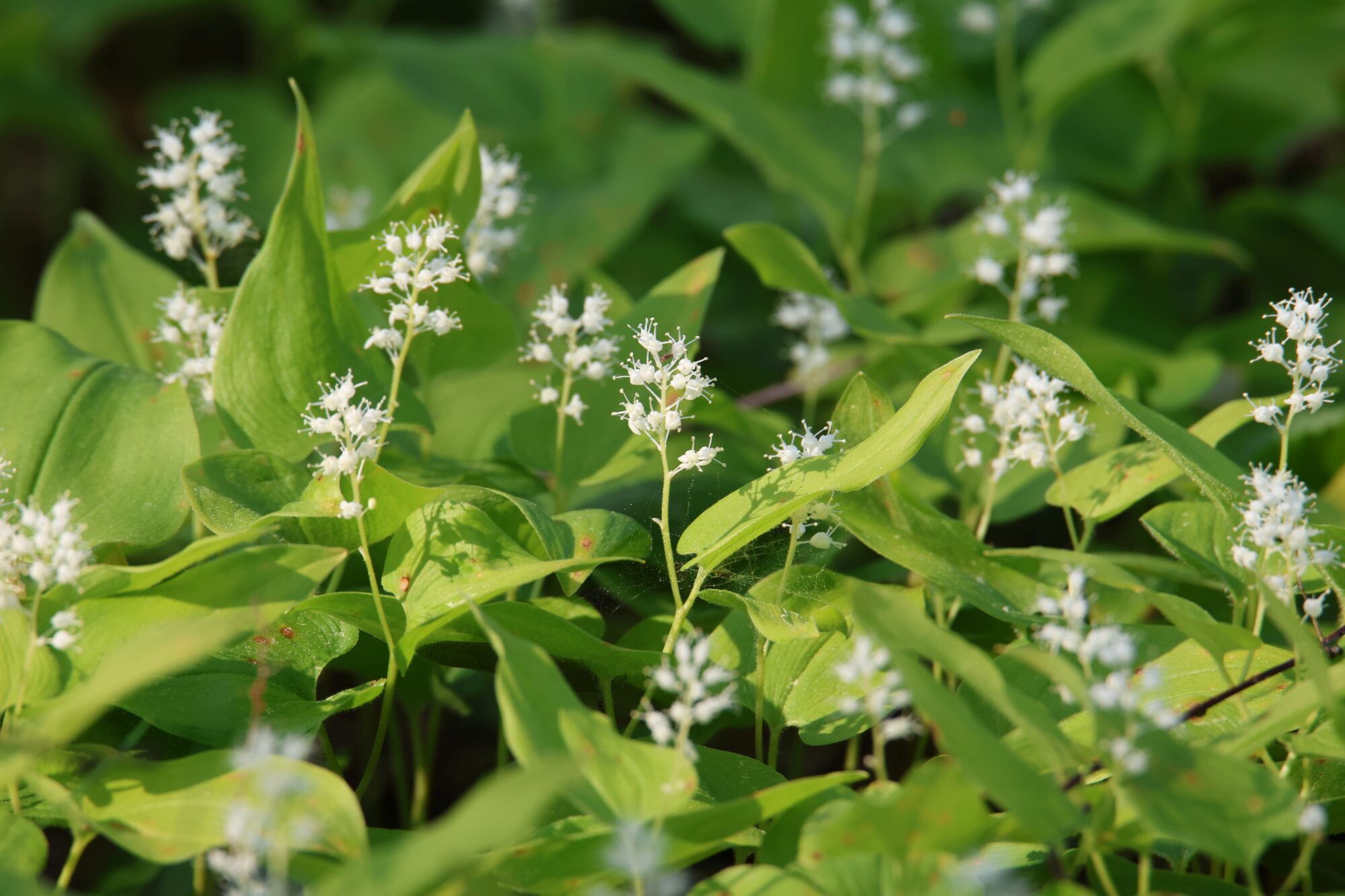 Valokuvaaja: Jaana Saarelainen