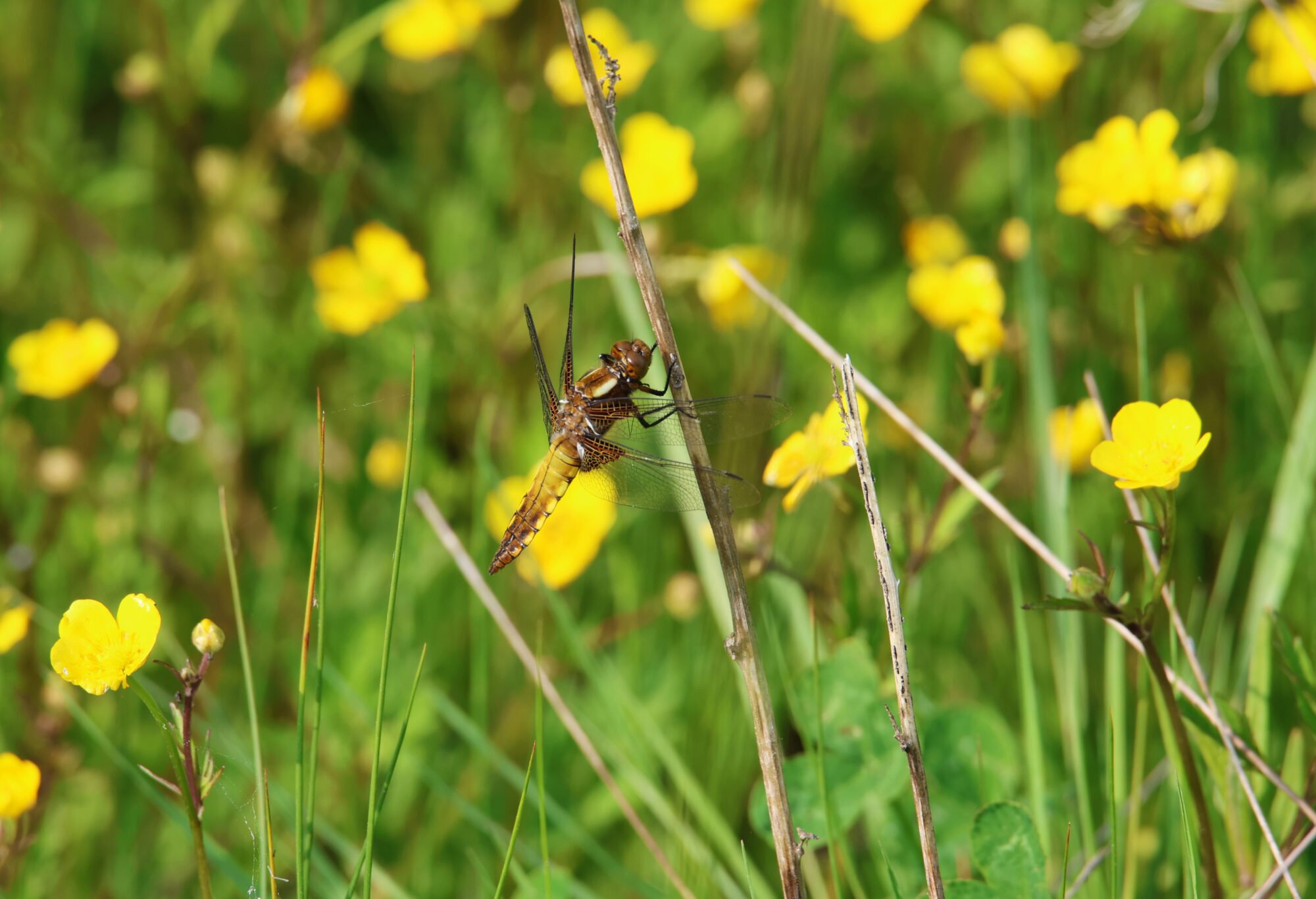 Valokuvaaja: Jaana Saarelainen