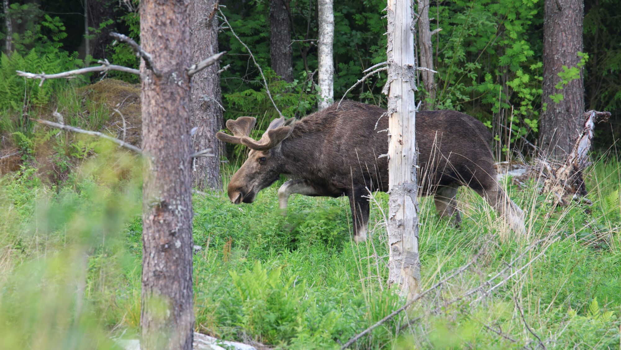 Valokuvaaja: Jaana Saarelainen