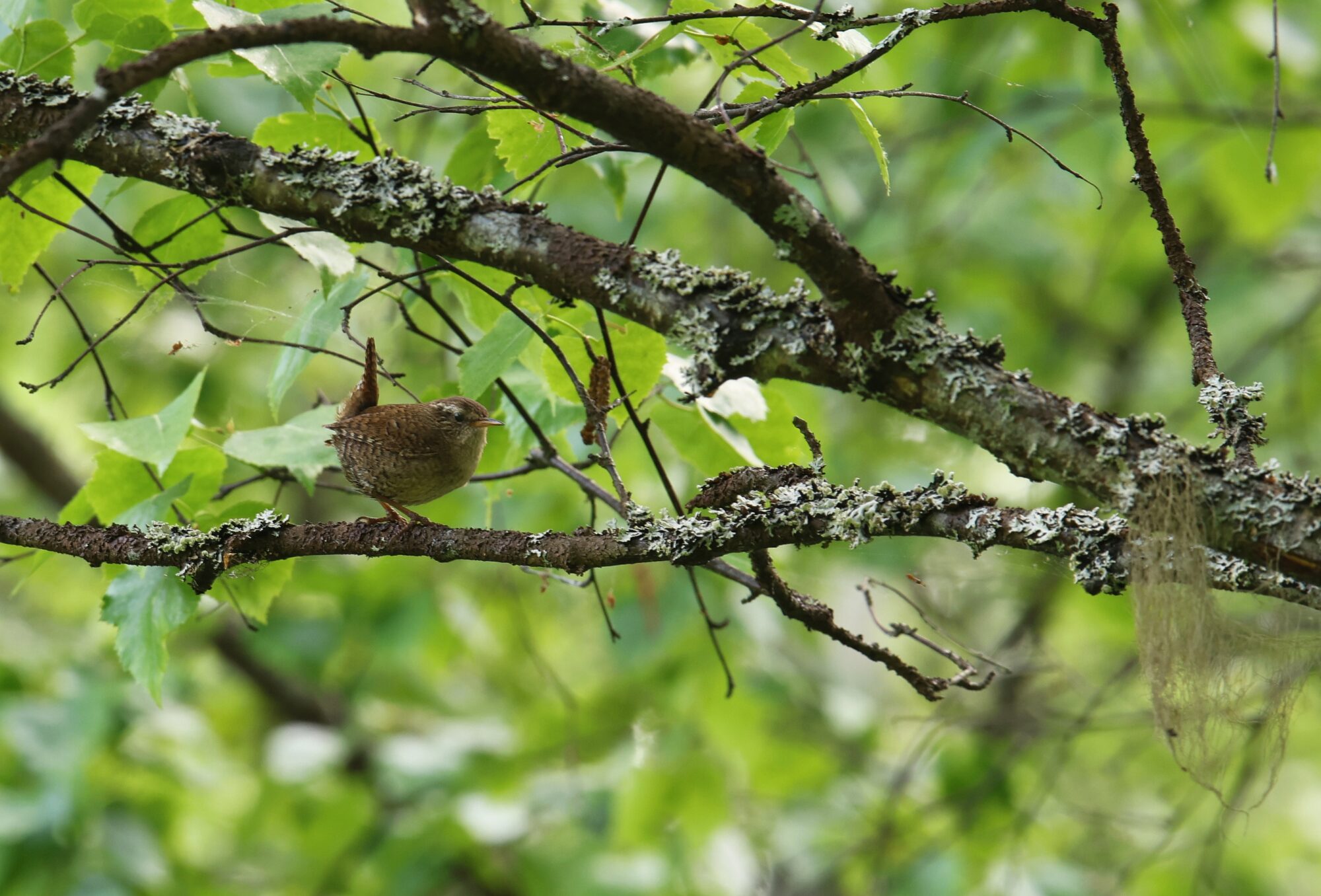 Valokuvaaja: Jaana Saarelainen
