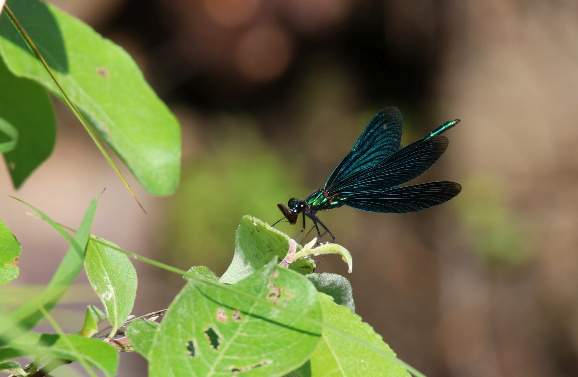Valokuvaaja: Jaana Saarelainen
