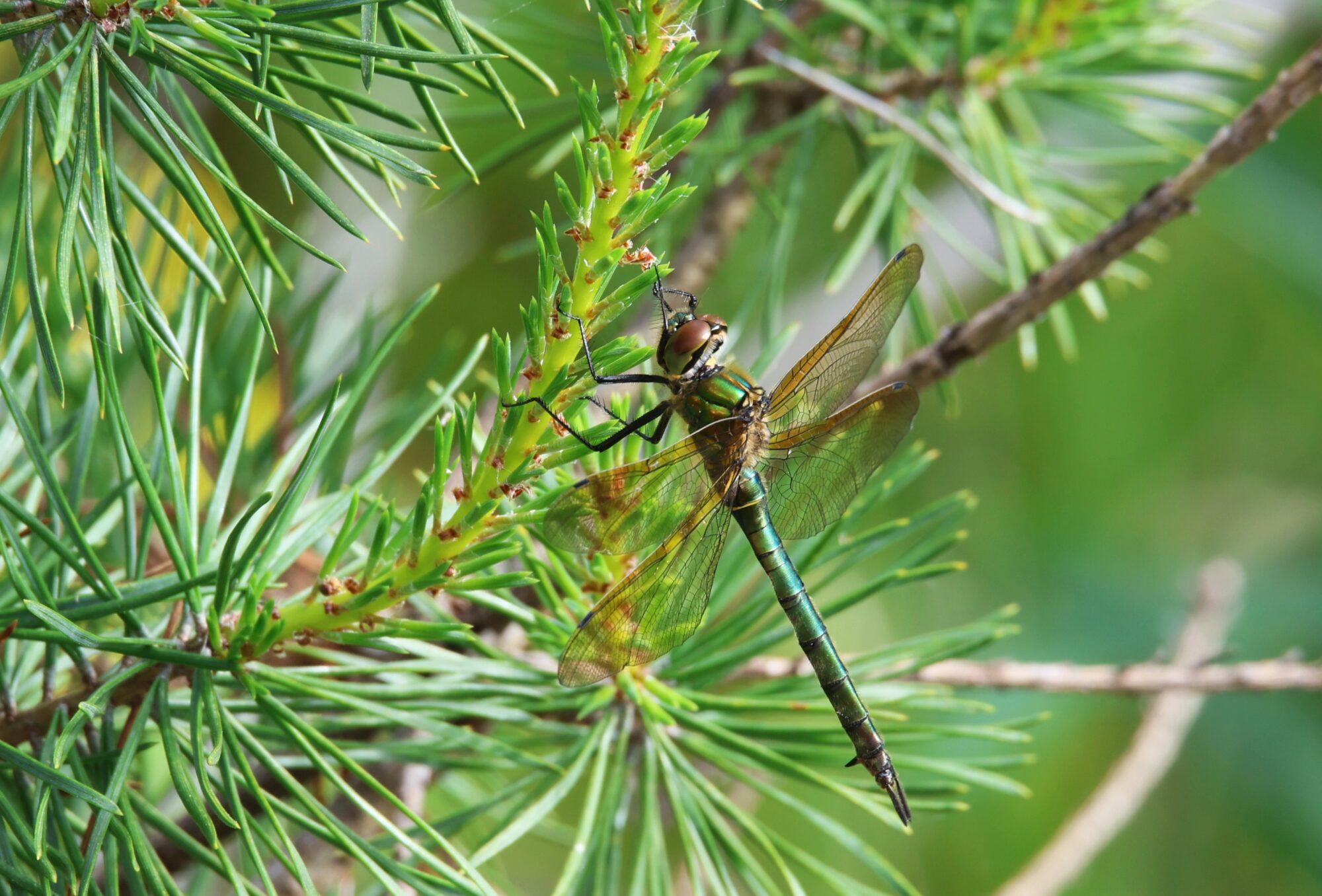 Valokuvaaja: Jaana Saarelainen