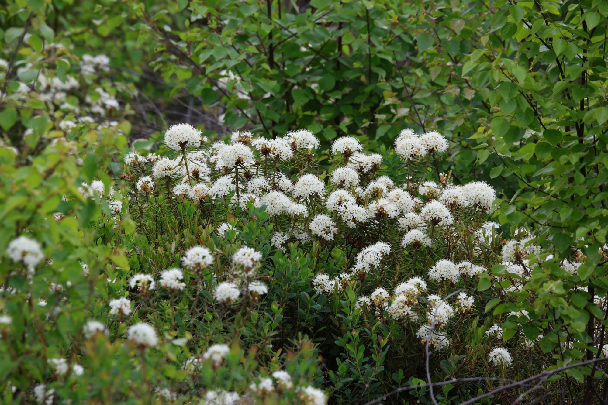 Valokuvaaja: Jaana Saarelainen
