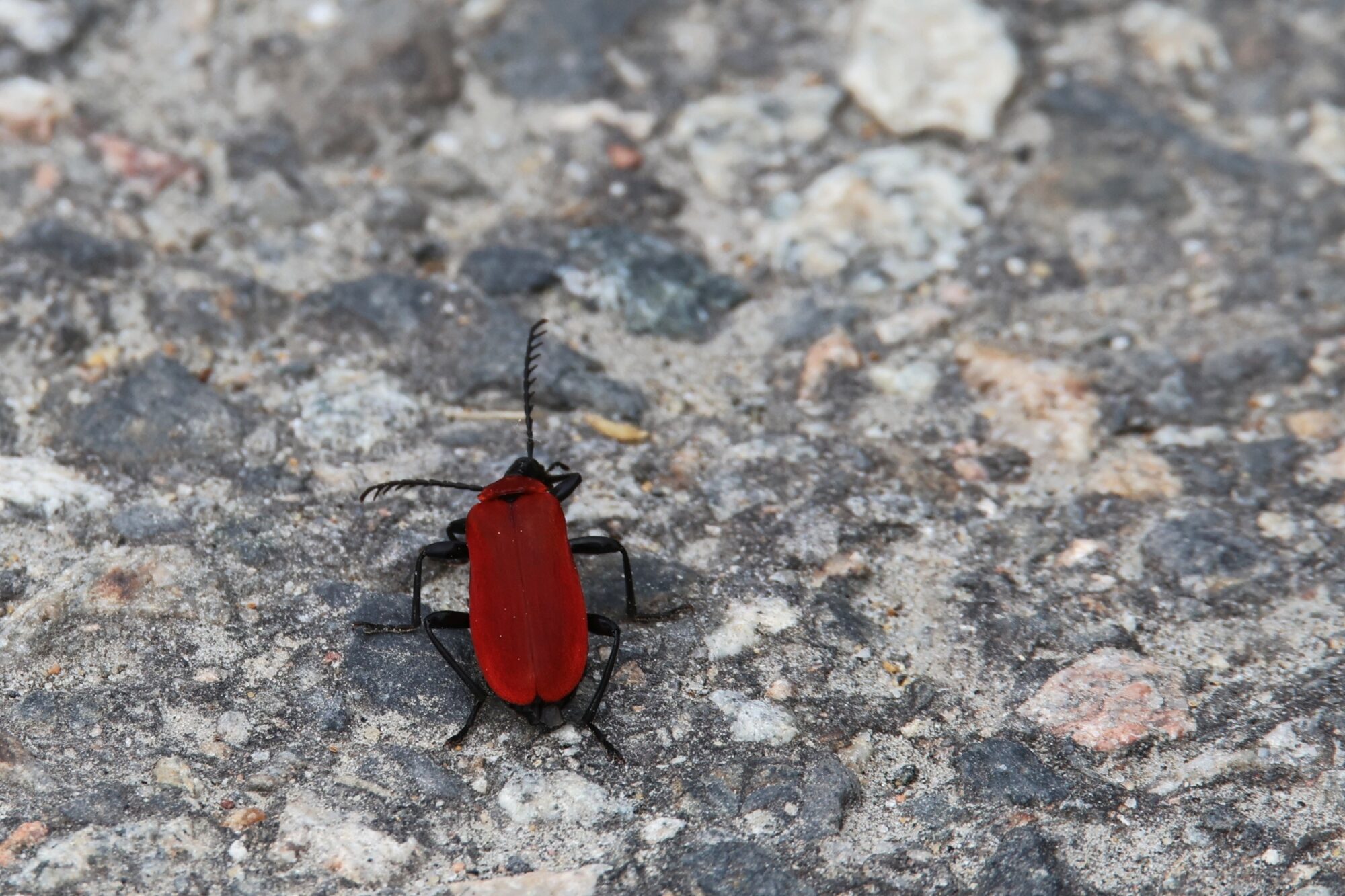 Valokuvaaja: Jaana Saarelainen