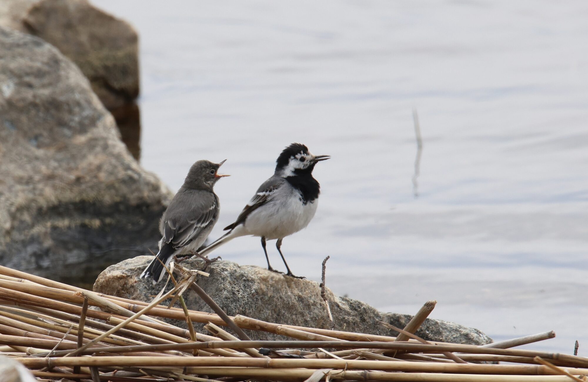 Valokuvaaja: Jaana Saarelainen