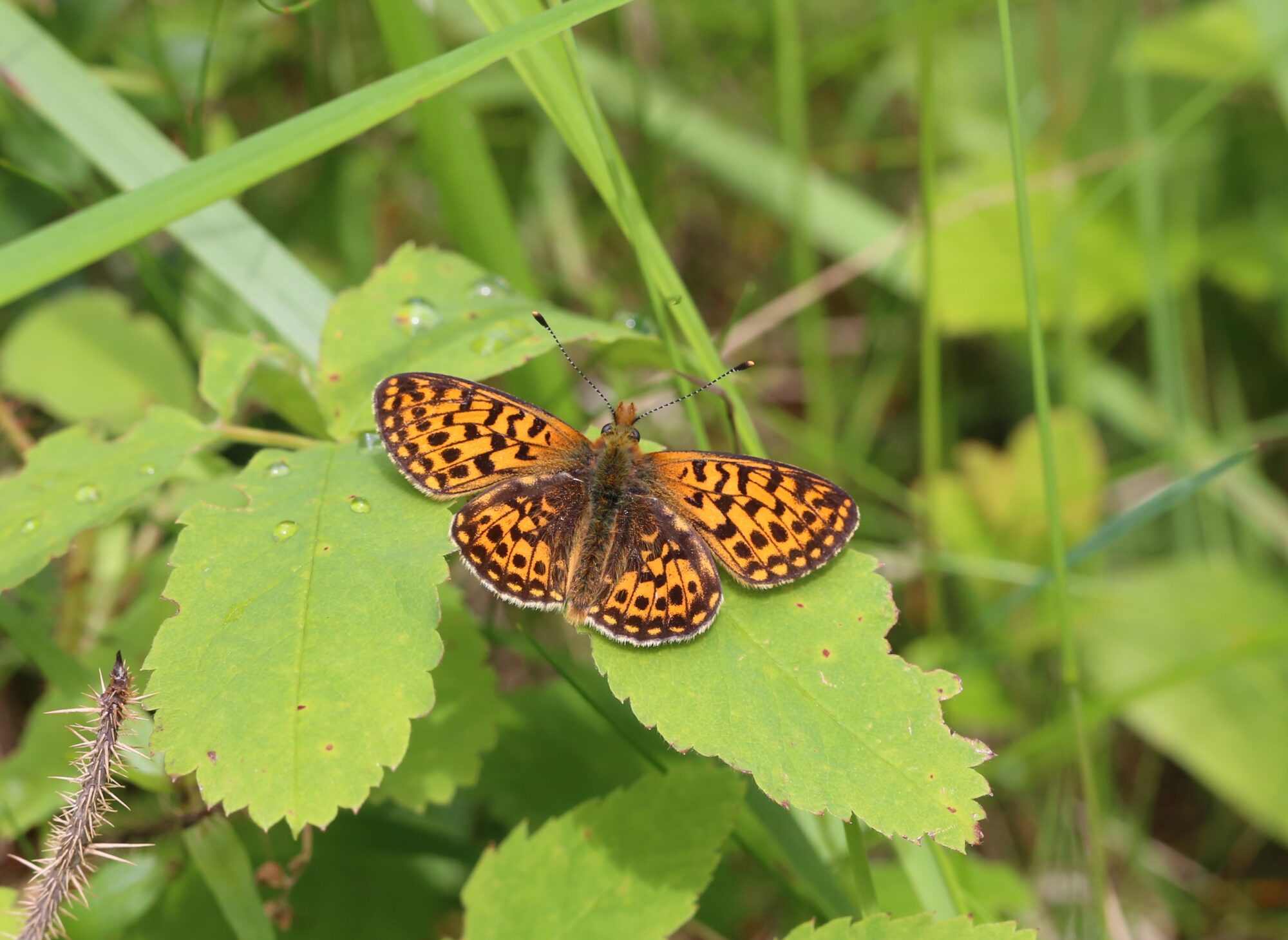 Valokuvaaja: Jaana Saarelainen Valokuvaaja: Jaana Saarelainen