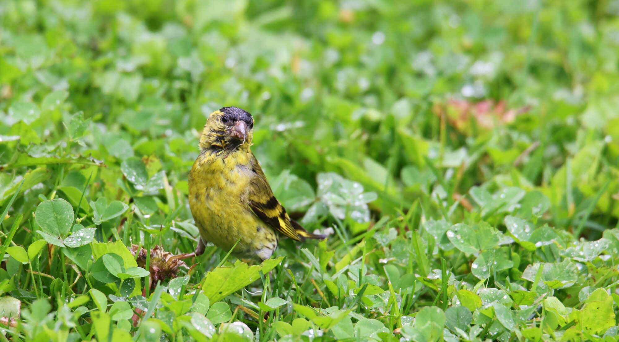 Valokuvaaja: Jaana Saarelainen Valokuvaaja: Jaana Saarelainen