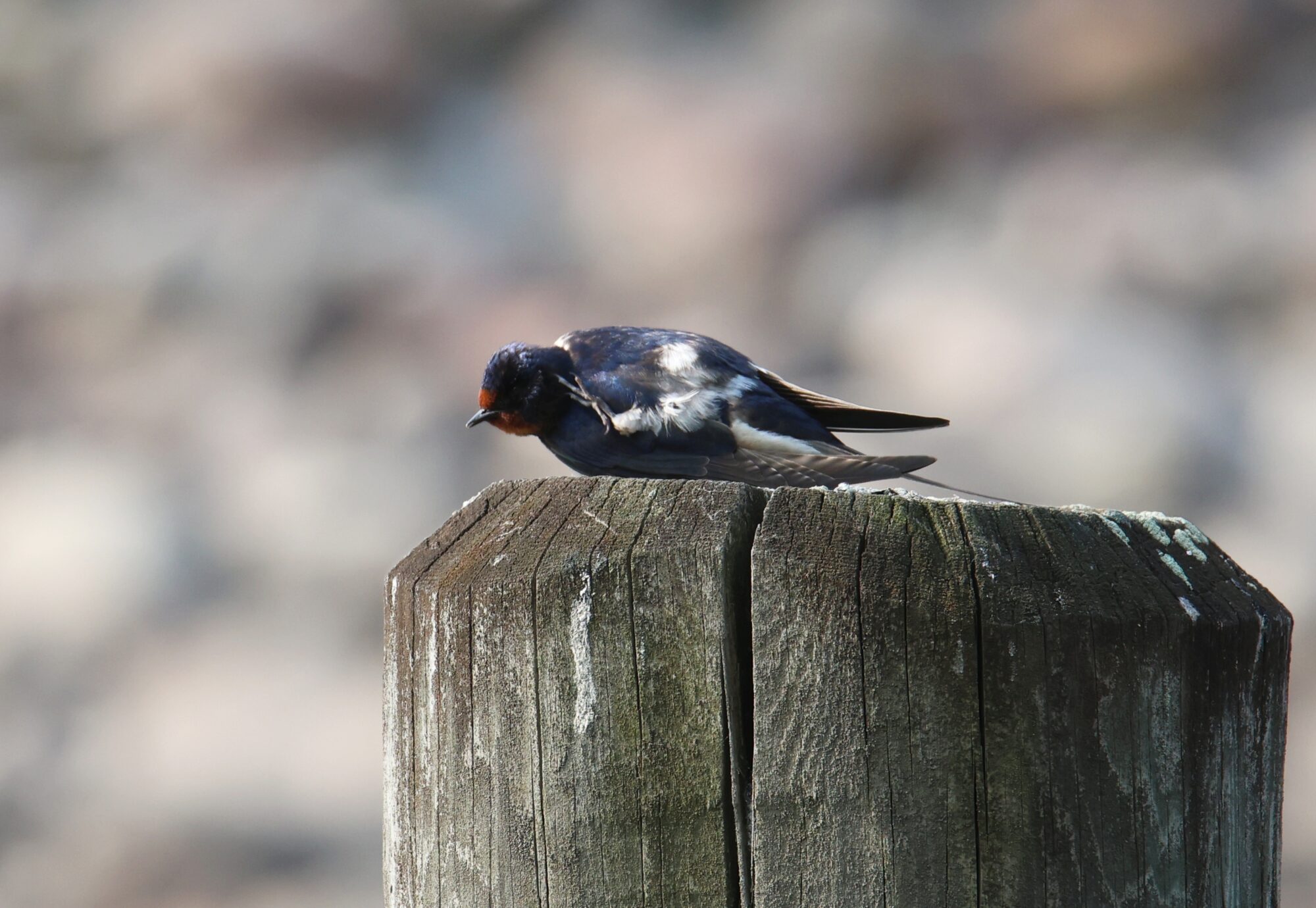 Valokuvaaja: Jaana Saarelainen