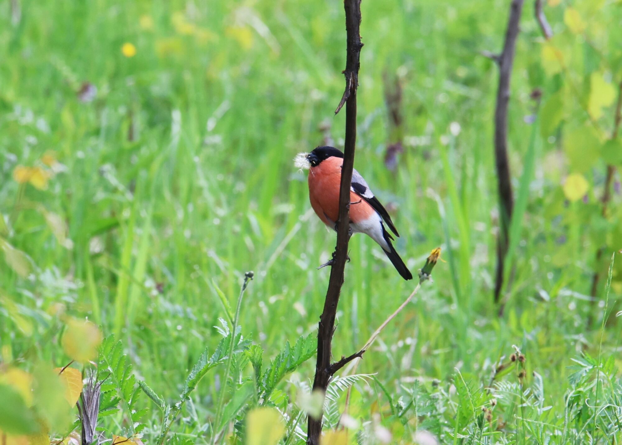 Valokuvaaja: Jaana Saarelainen