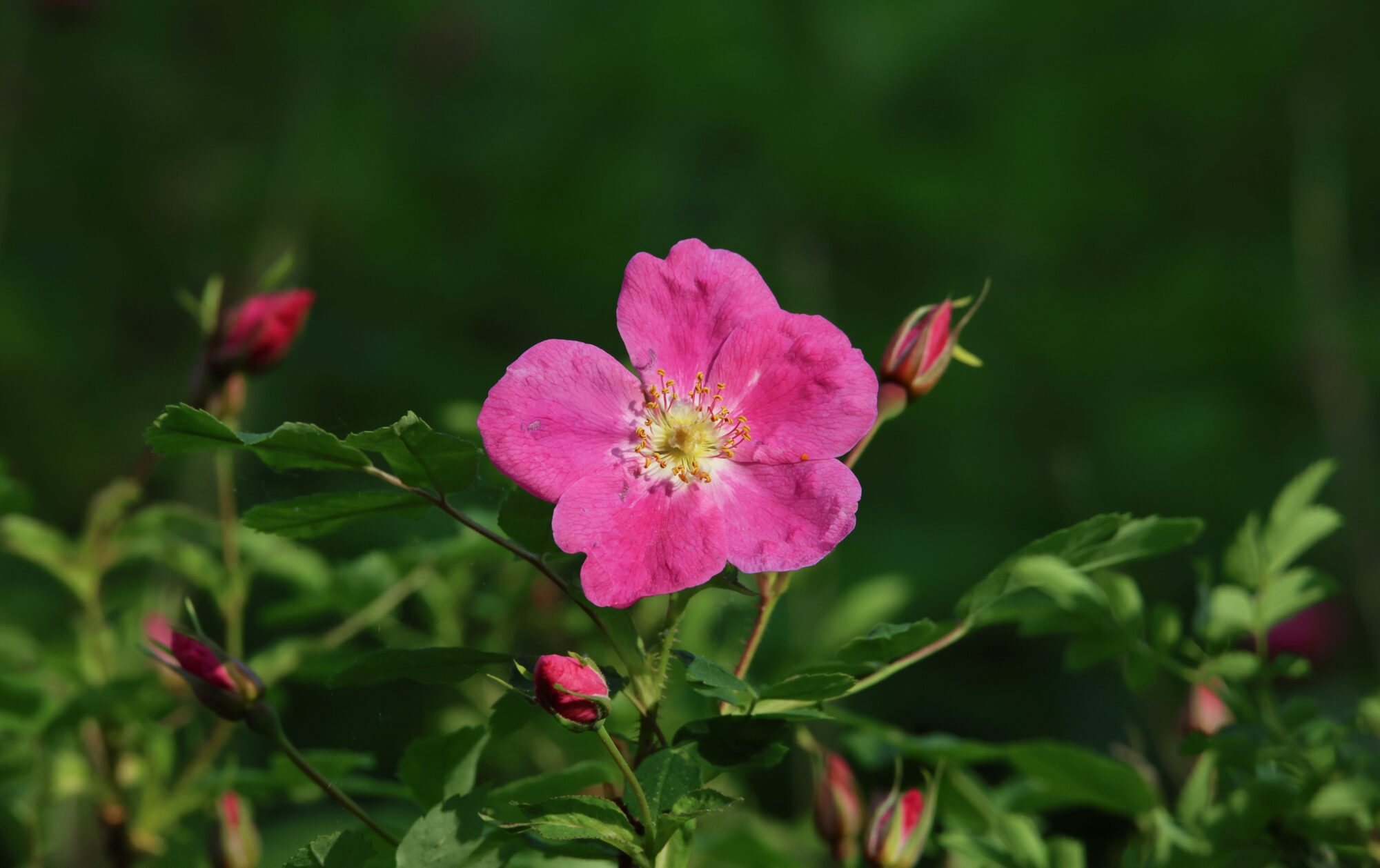 Valokuvaaja: Jaana Saarelainen